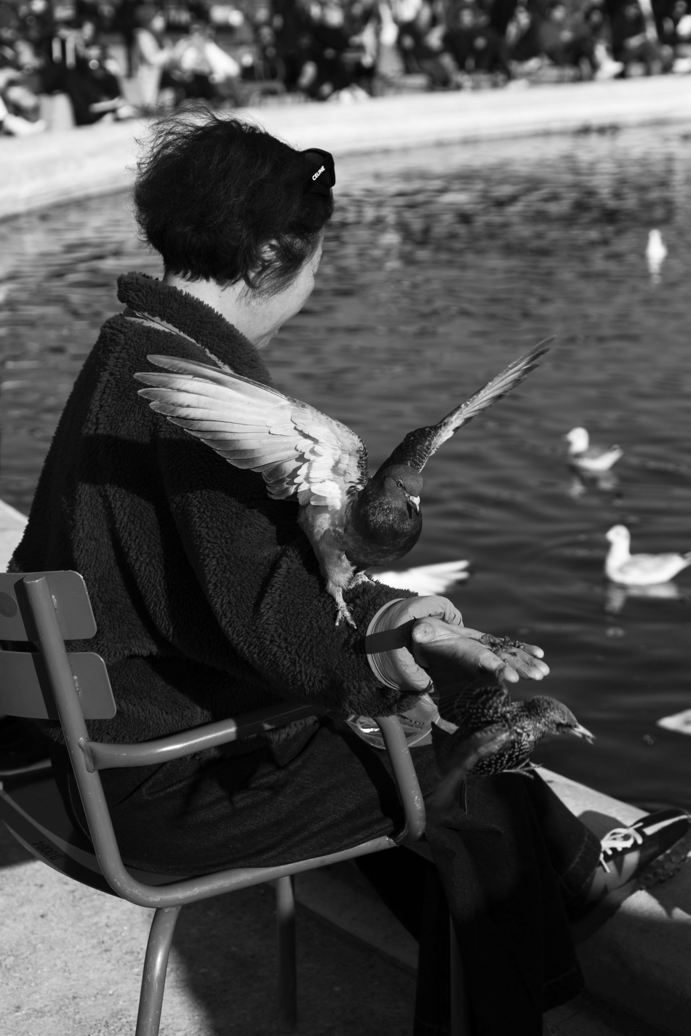 "Bird in town" - Jardin des Tuileries, Paris (2025). © Clémence Rougetet