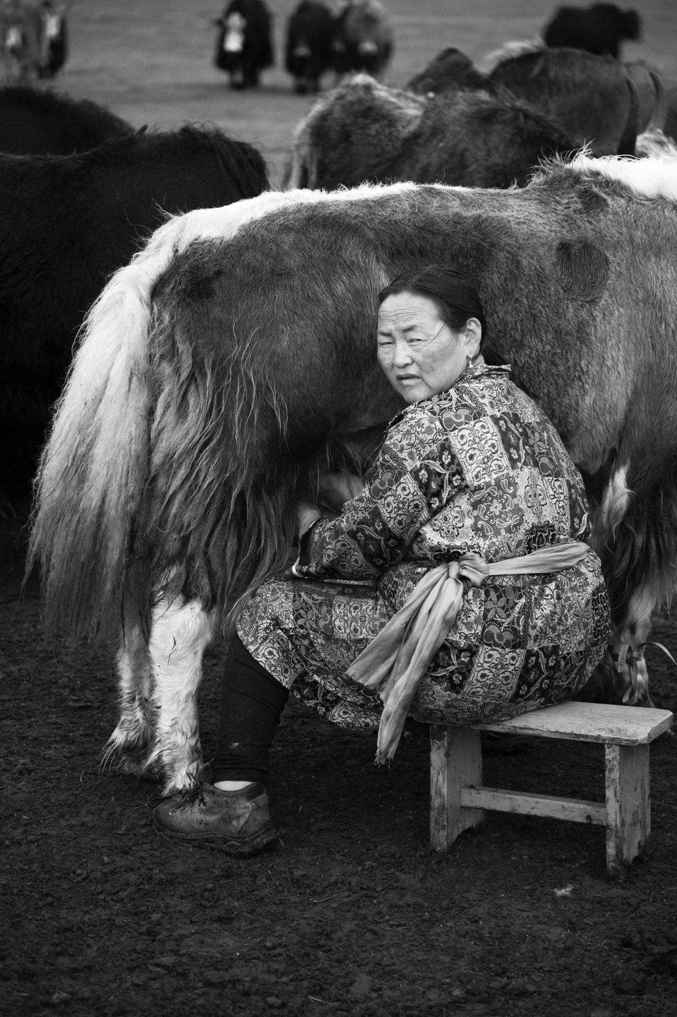"Workly day" - Bayaraa. Vallée de l’Orkhon, Mongolie (2025). © Clémence Rougetet