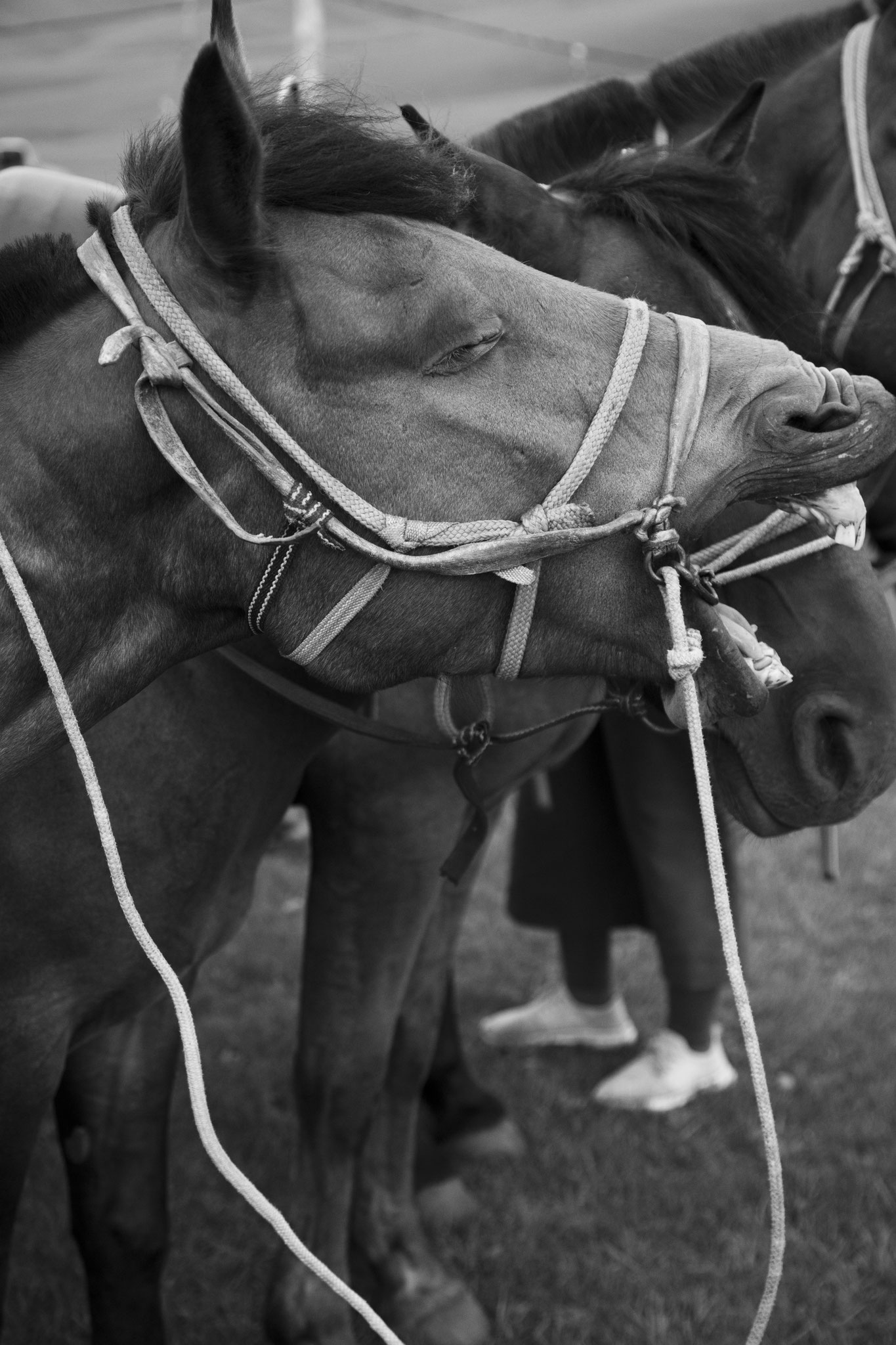 "Let me laugh" - Vallée de l’Orkhon, Mongolie (2025). © Clémence Rougetet