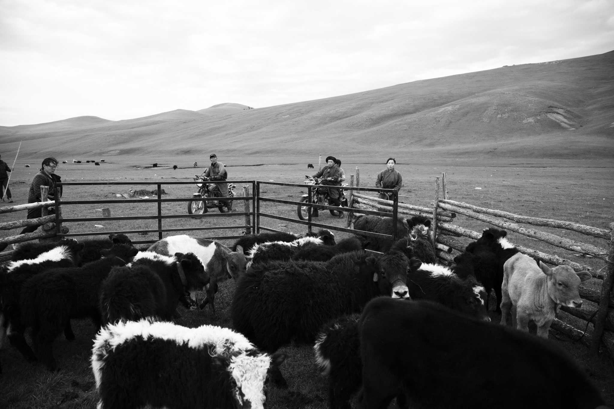 "Team work" - Vallée de l’Orkhon, Mongolie (2025). © Clémence Rougetet