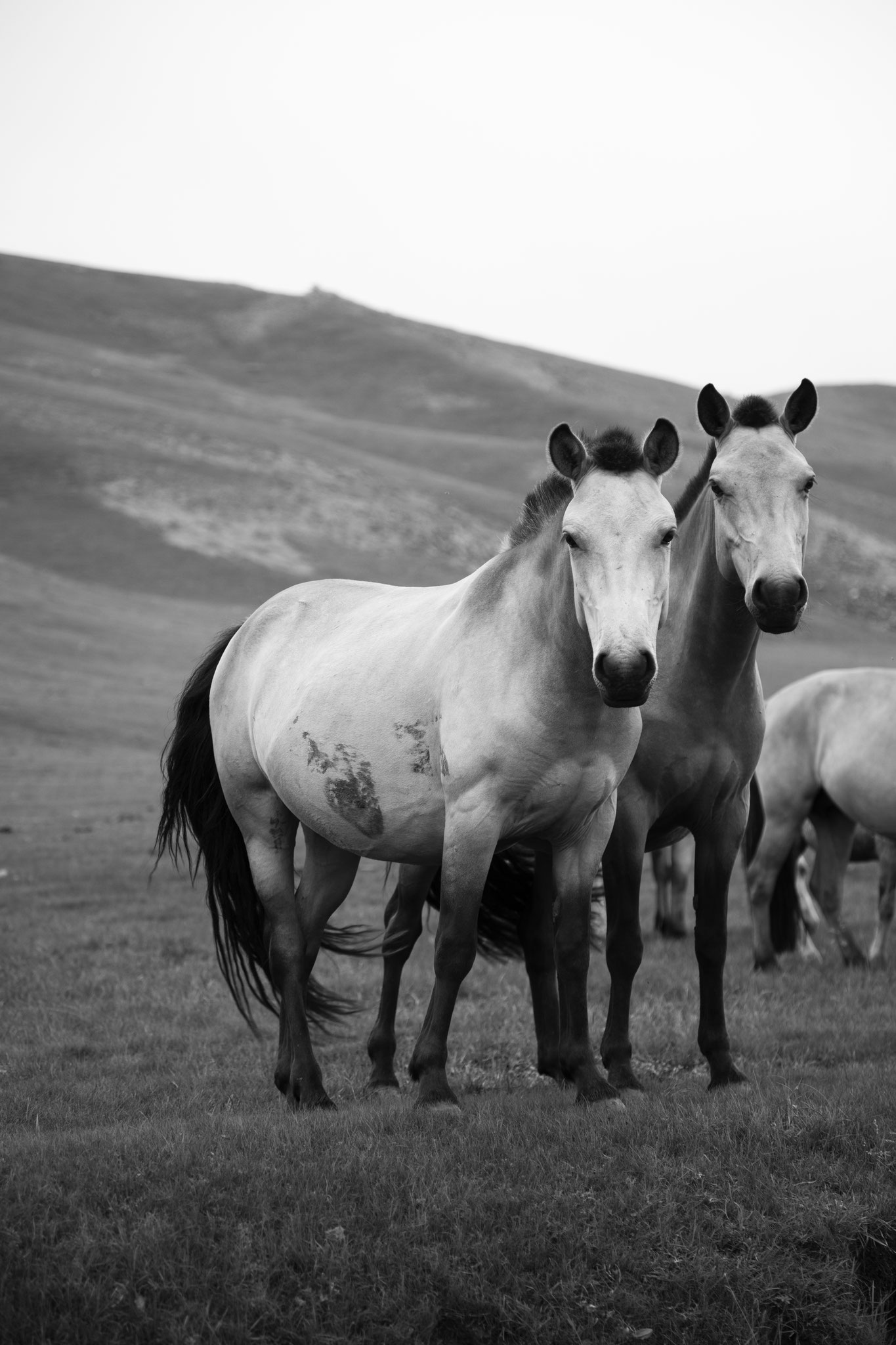 "Finding your eyes" - Vallée de l’Orkhon, Mongolie (2025). © Clémence Rougetet