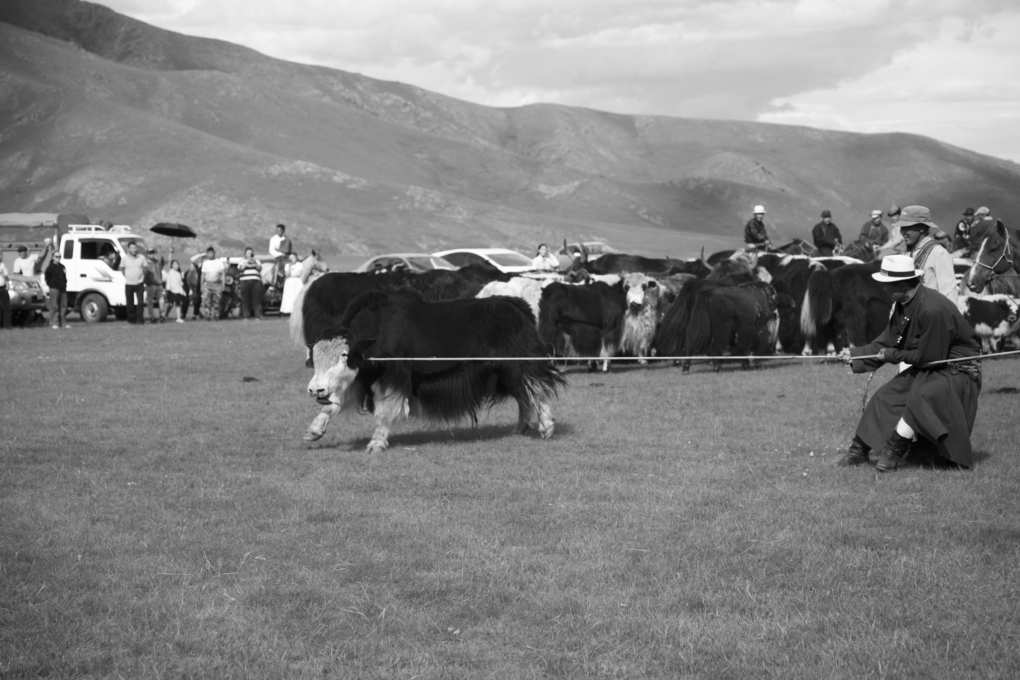 "Let’s catch" - Fête du yack. Vallée de l’Orkhon, Mongolie (2025). © Clémence Rougetet