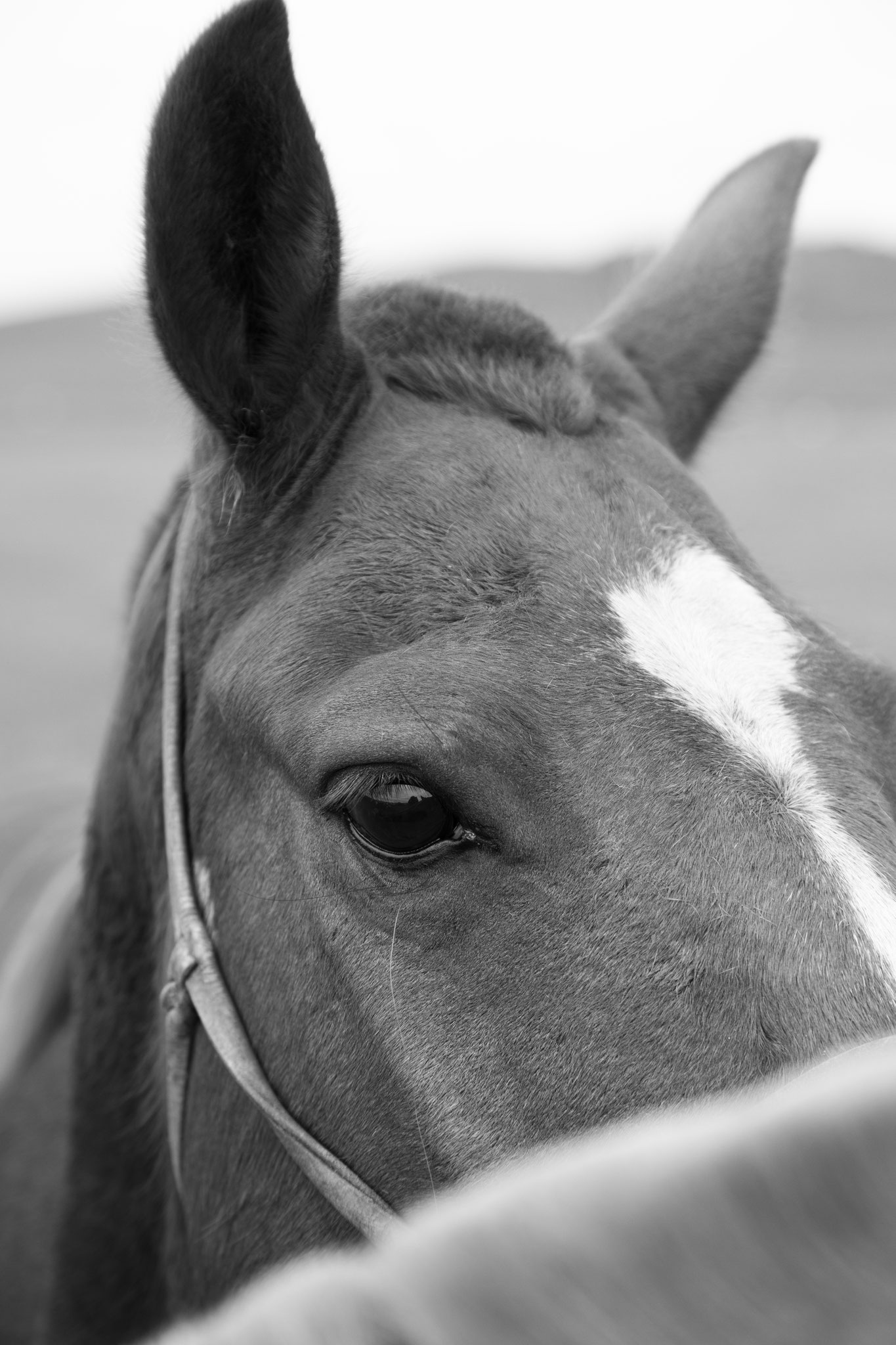 "Eye to eye" - Fête du Feutre. Province d’Övörkhangay, Mongolie (2025). © Clémence Rougetet
