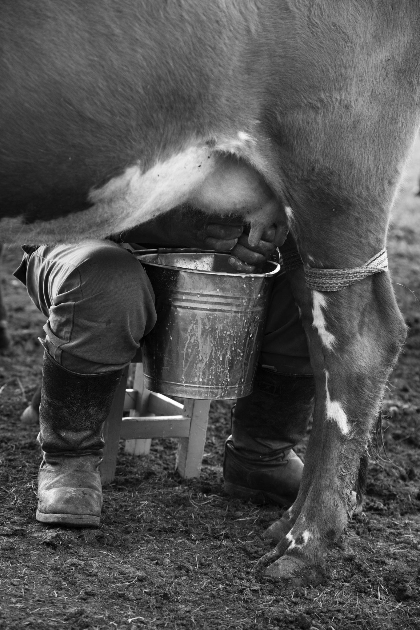 "Start the day with milk" - Province d’Övörkhangay, Mongolie (2025). © Clémence Rougetet
