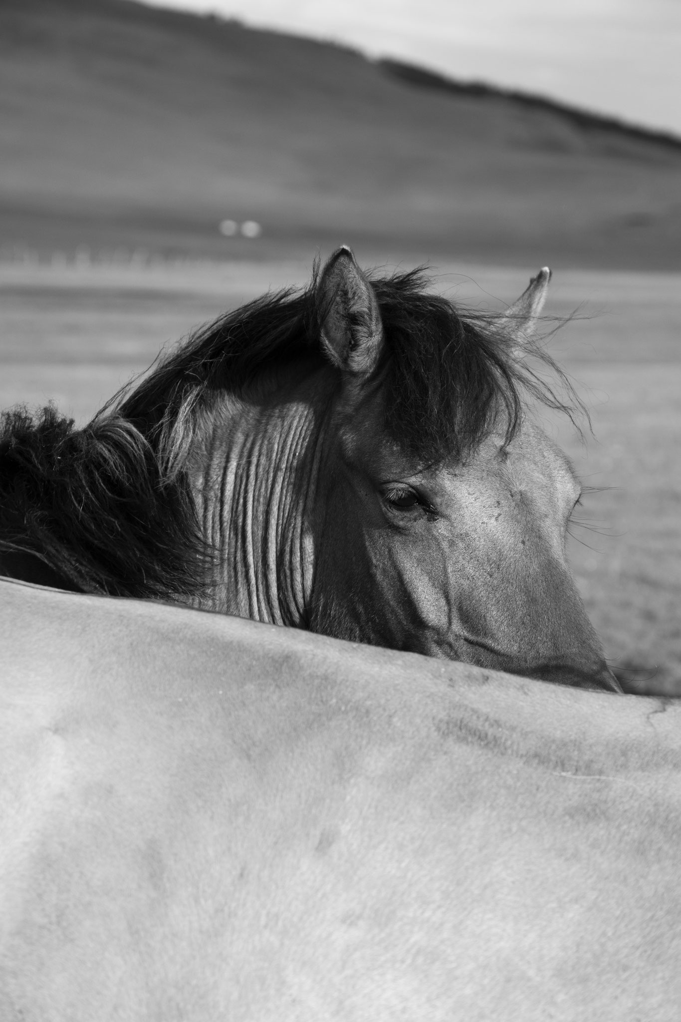 "Look in the morning" - Province d’Övörkhangay, Mongolie (2025). © Clémence Rougetet