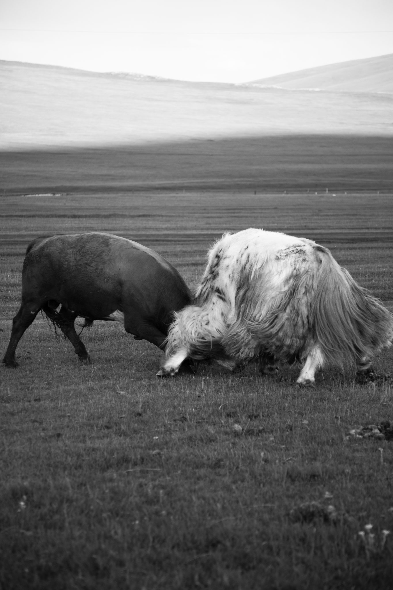 "Natural fight" - Province d’Övörkhangay, Mongolie (2025). © Clémence Rougetet