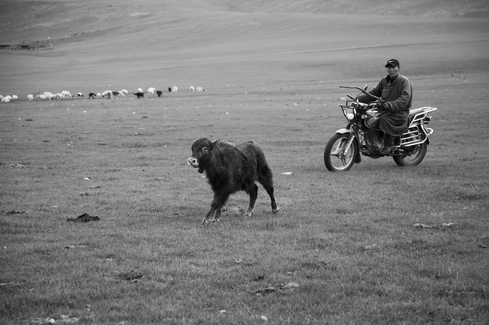 "Steppe runner" - Vallée de l’Orkhon, Mongolie (2025). © Clémence Rougetet