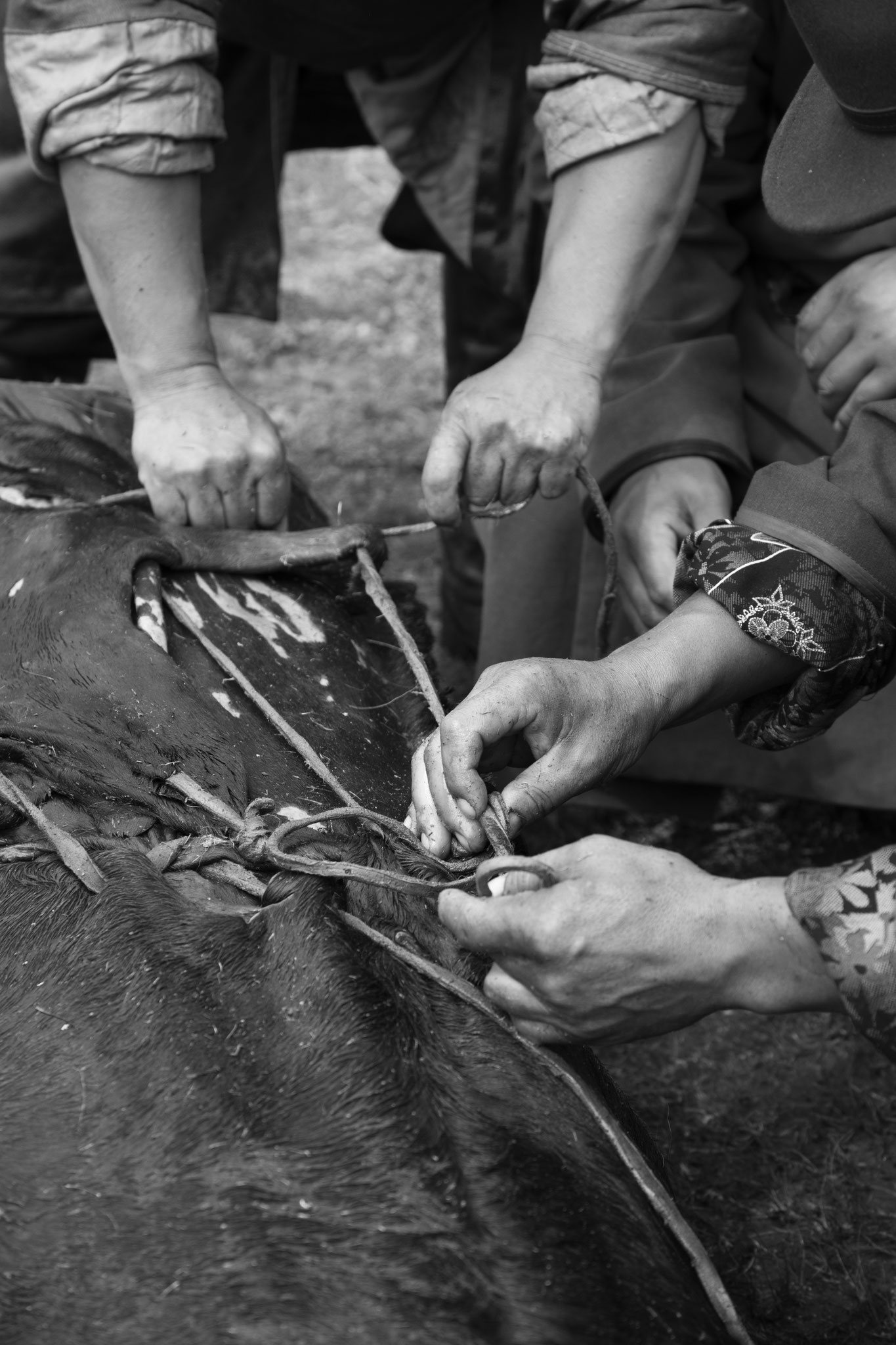 "Handmade cover" - Fête du Feutre. Province d’Övörkhangay, Mongolie (2025). © Clémence Rougetet