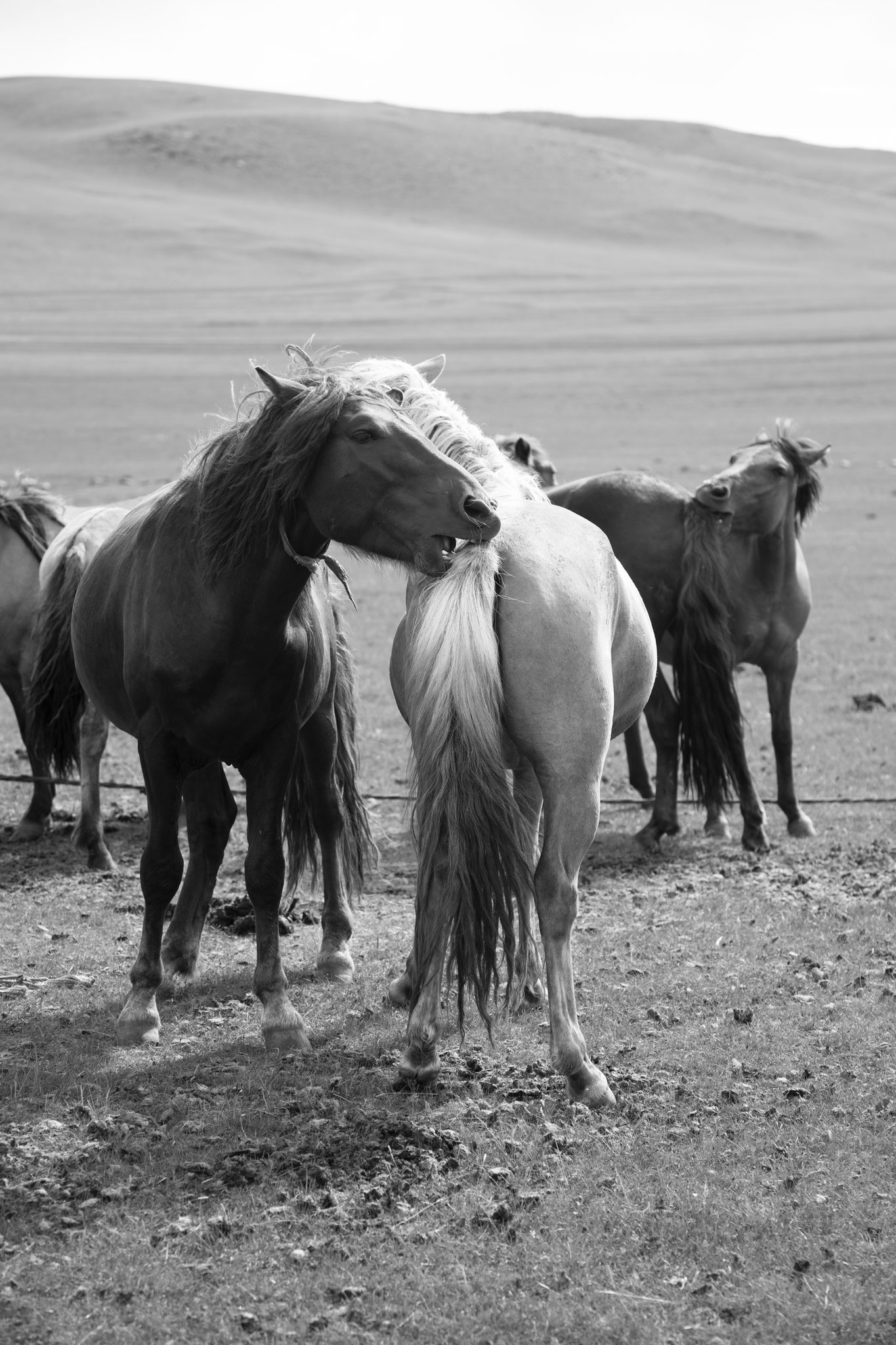 "Take care" - Province d’Övörkhangay, Mongolie (2025). © Clémence Rougetet
