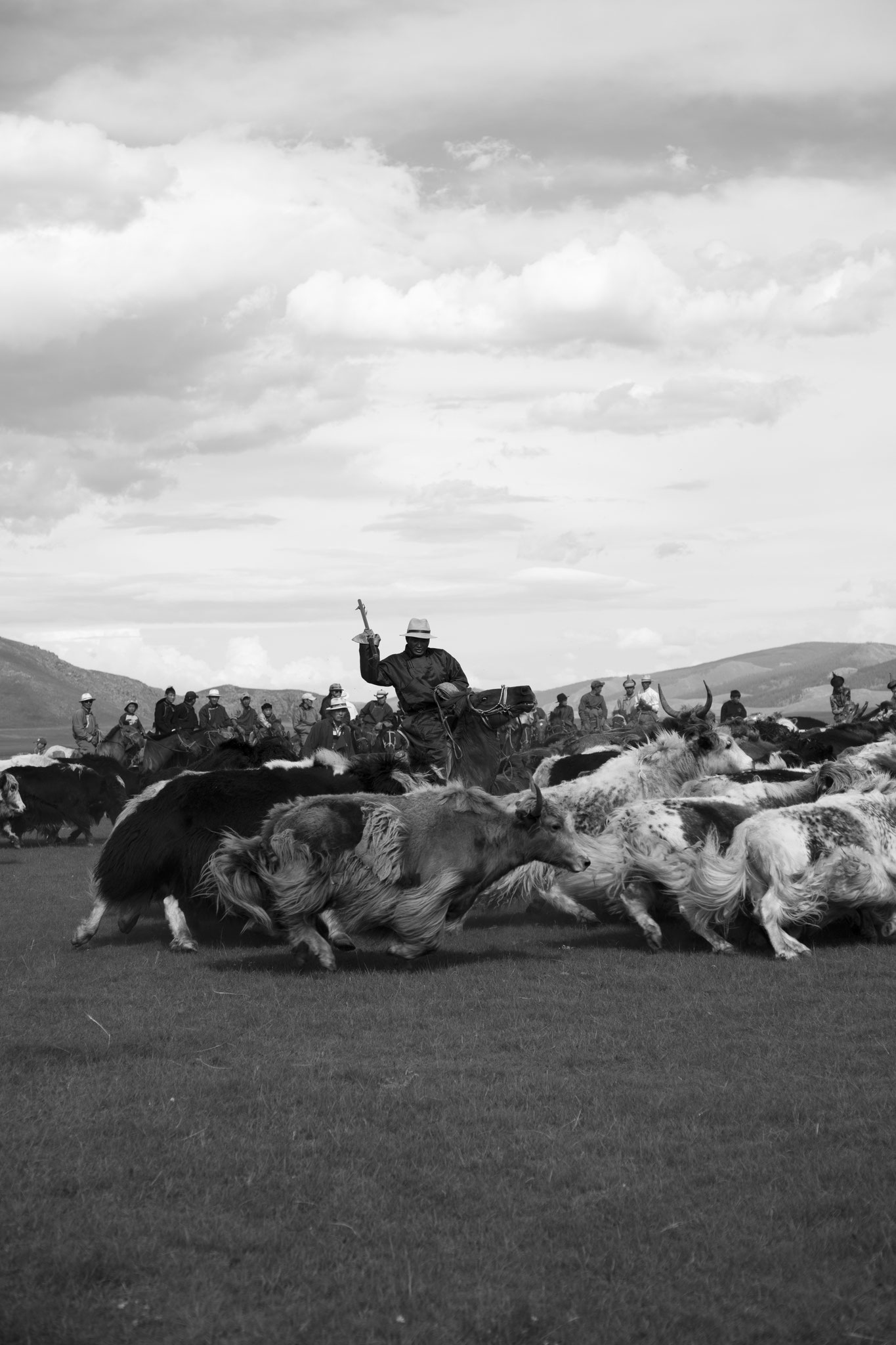 "Yak running" - Fête du yack. Vallée de l’Orkhon, Mongolie (2025). © Clémence Rougetet