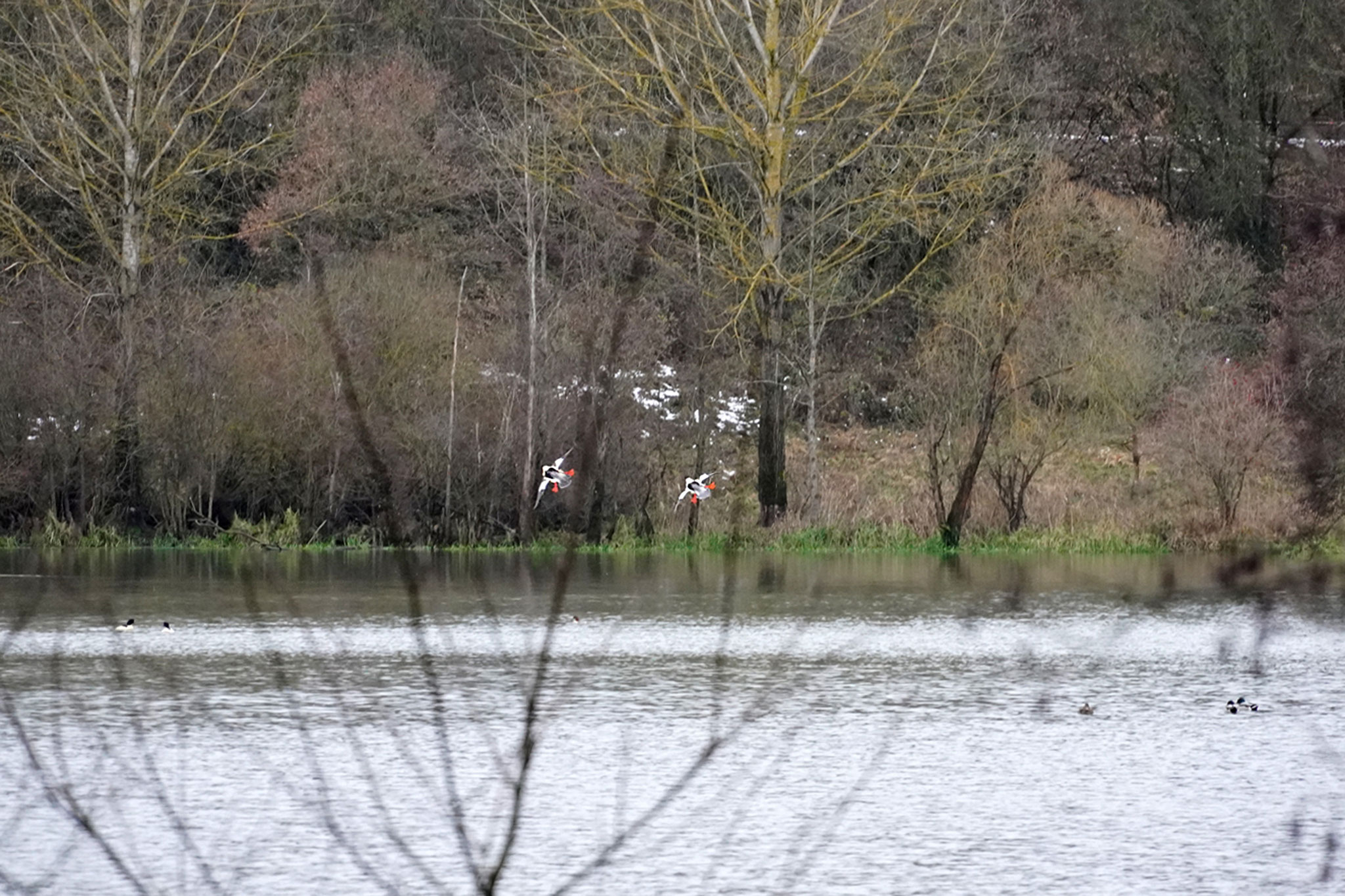 zwei Gänsesäger im Anflug 