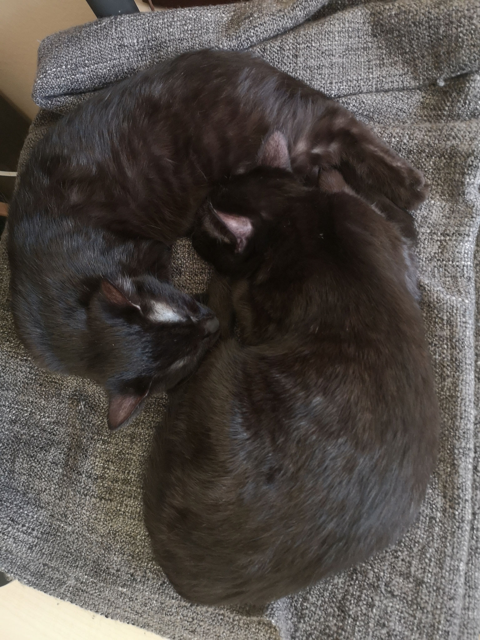  Fred und George