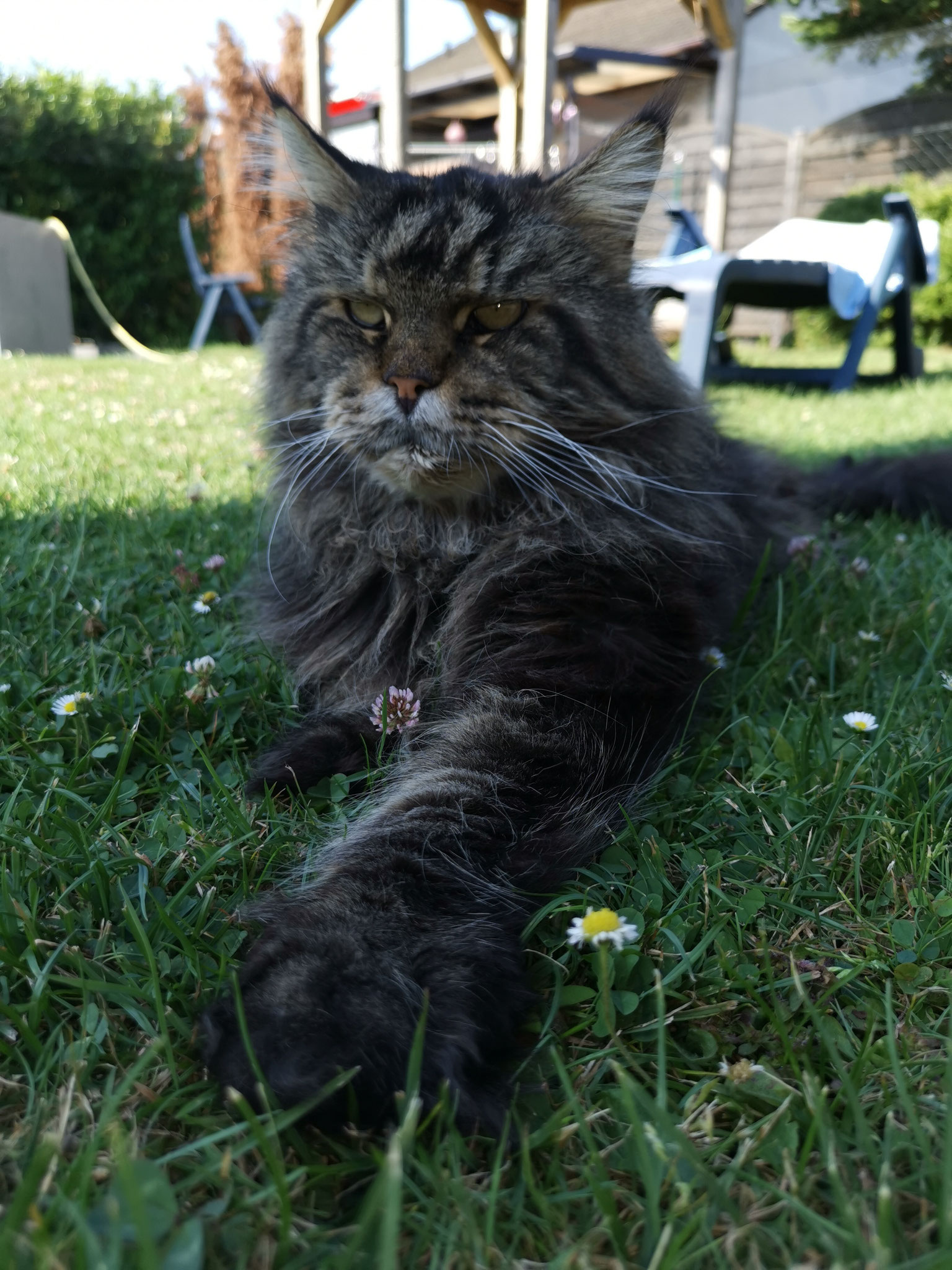 Hokulanis Maine Coon Hokulanis Maine Coon Cattery Offenbach