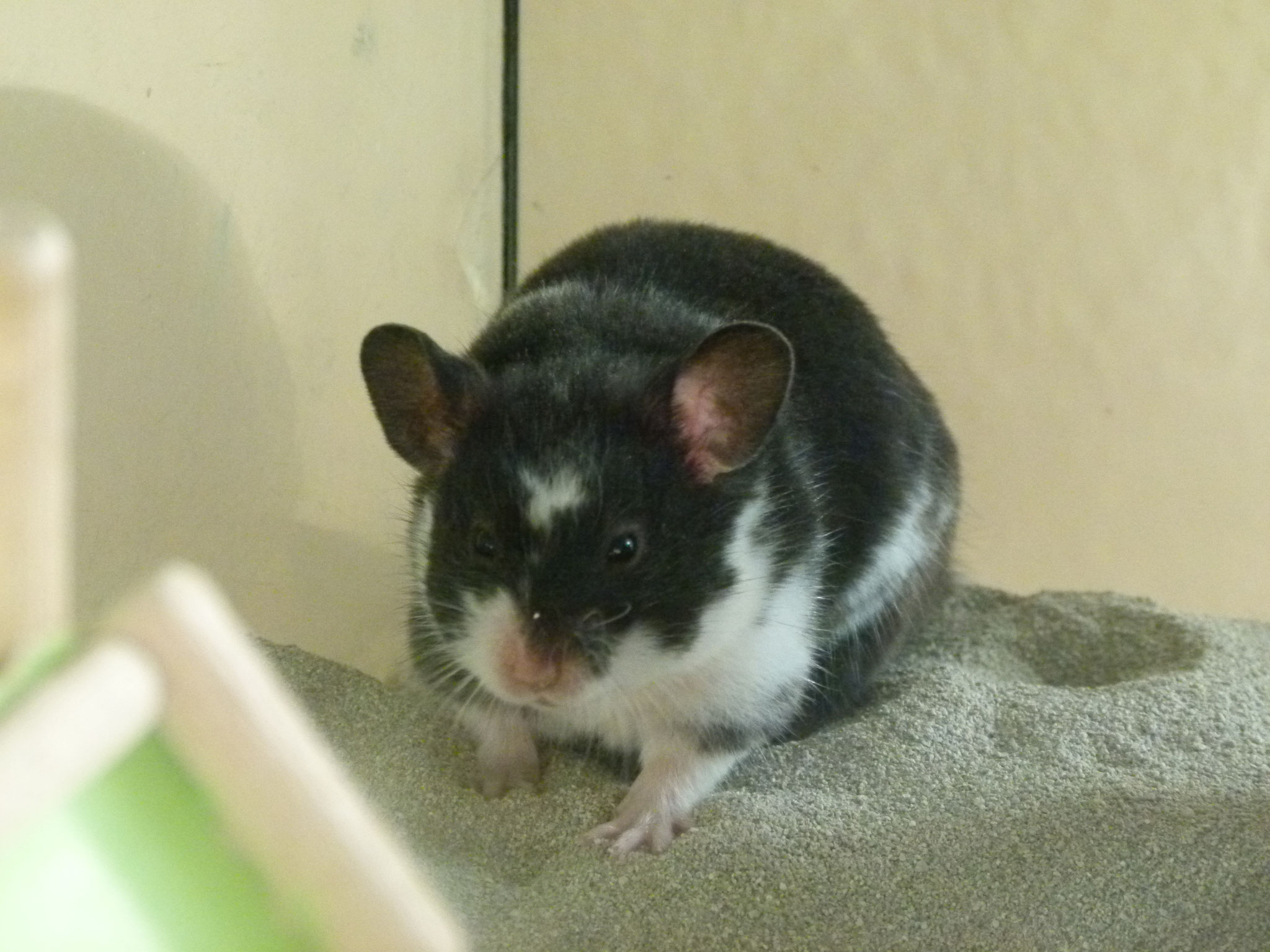 Meine Weibchen - hamsterzucht-from-grey-haven