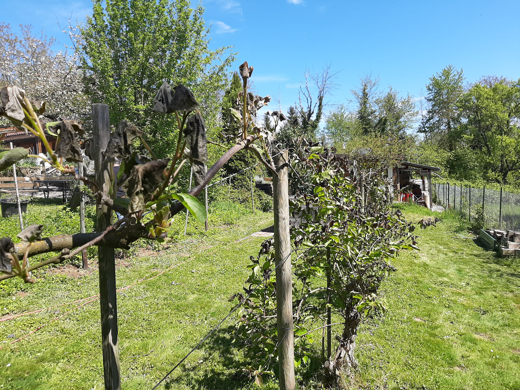 Frostschaden an den Kiwis