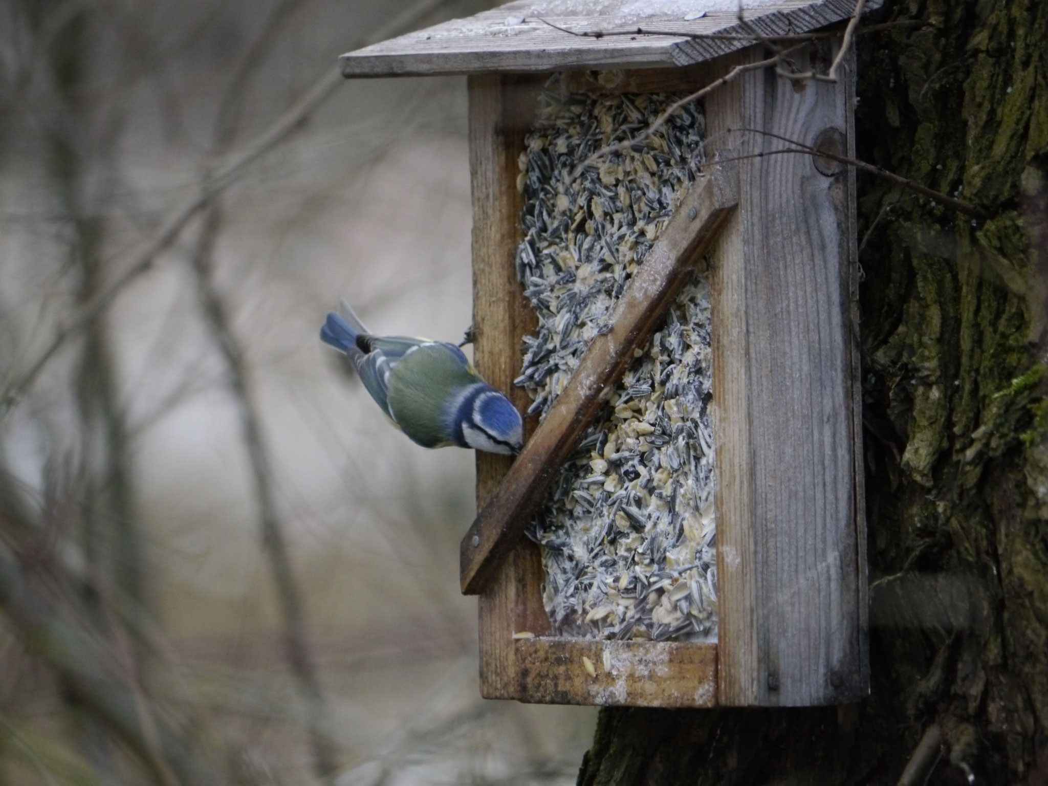 Blaumeise (Foto: N. Chalwatzis)