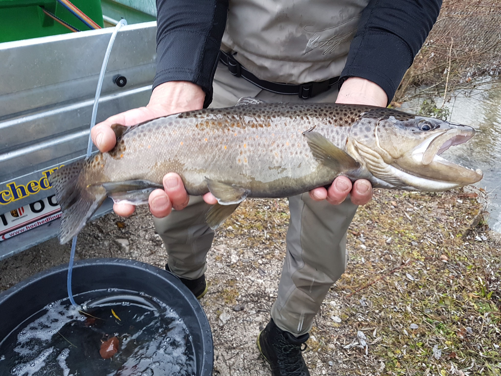 24.11.2018 unsere großen Milchner mit 2 kg