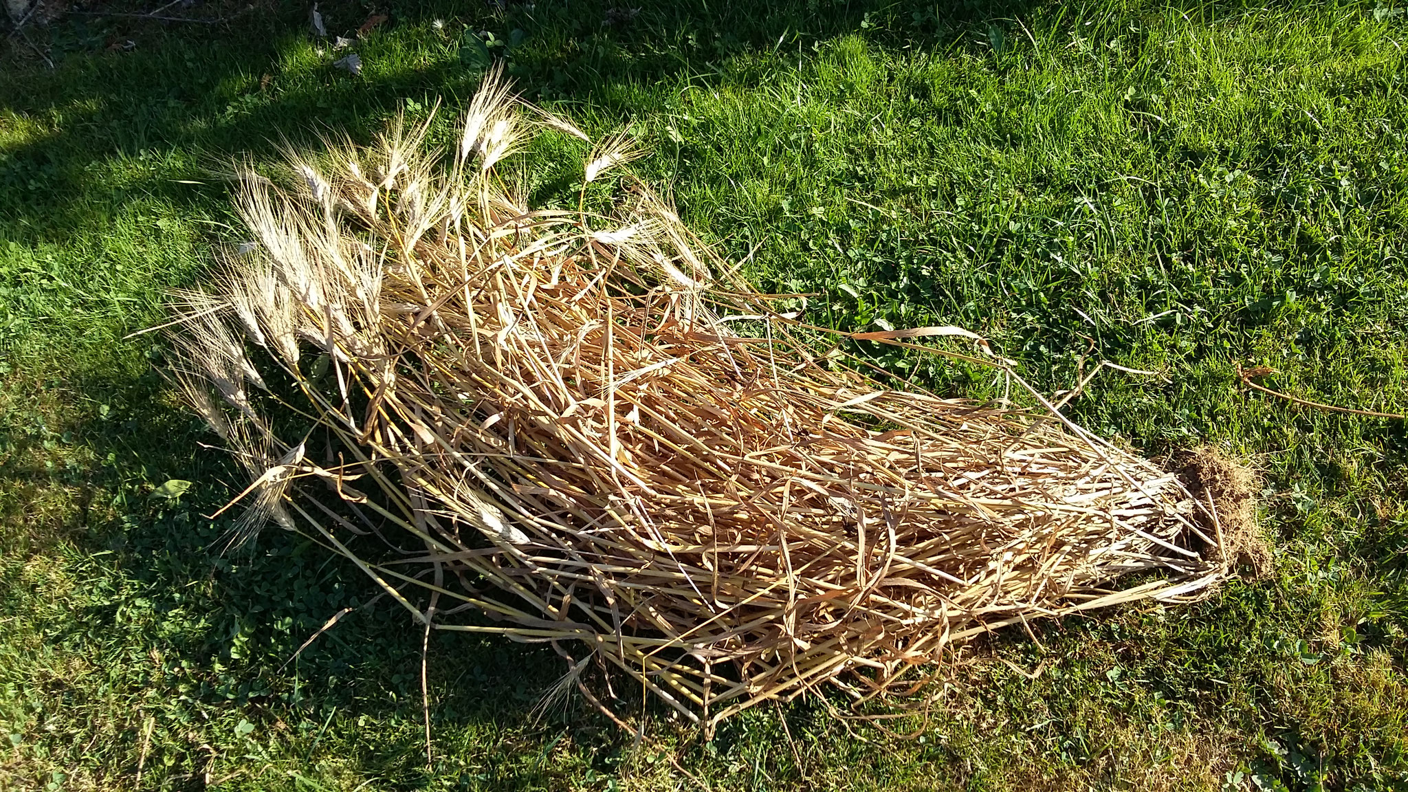 Miracle du blé jardiné: 100 talles! 500 grains récoltés pour un semé!