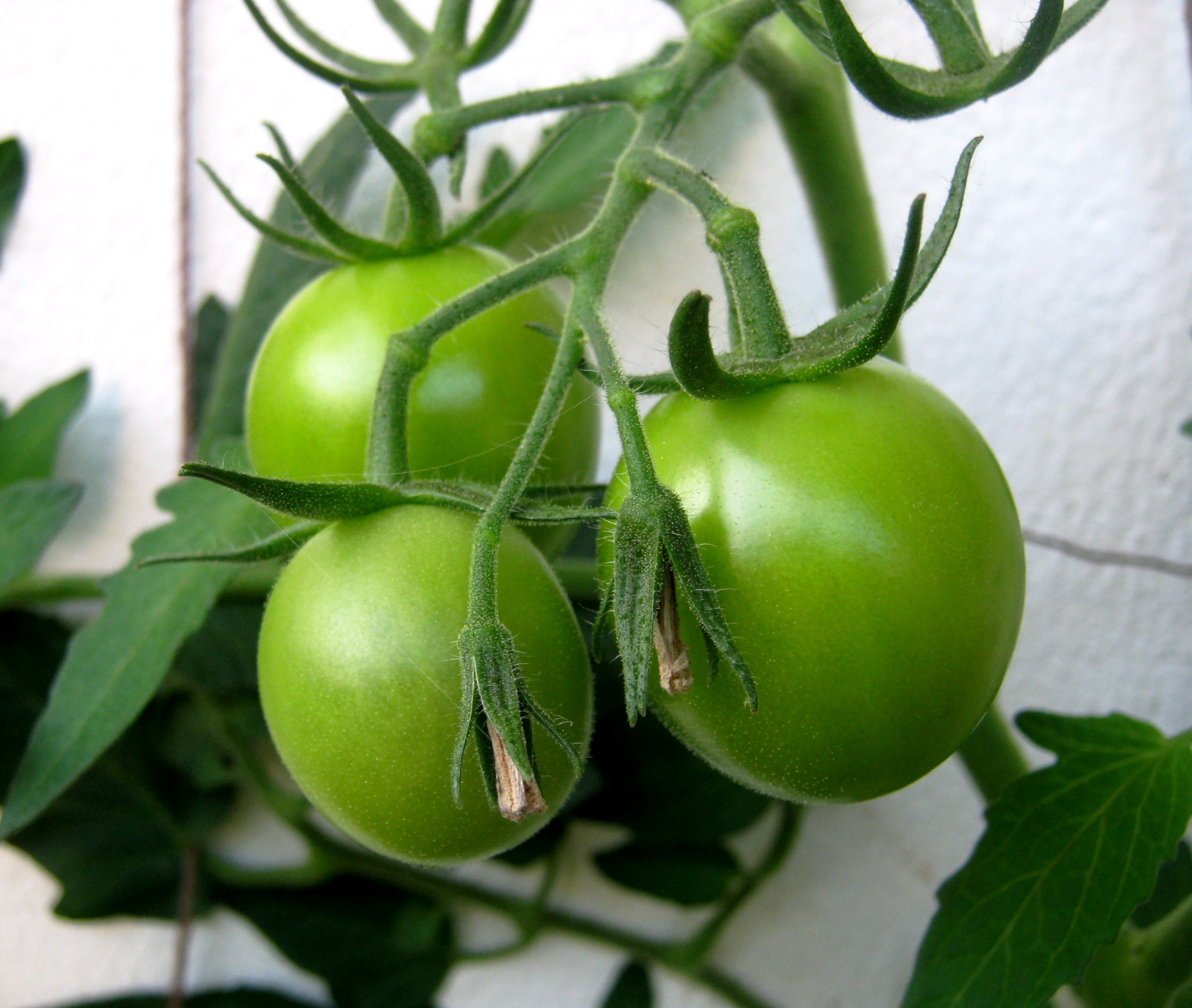 Tomaten aufm Balkon