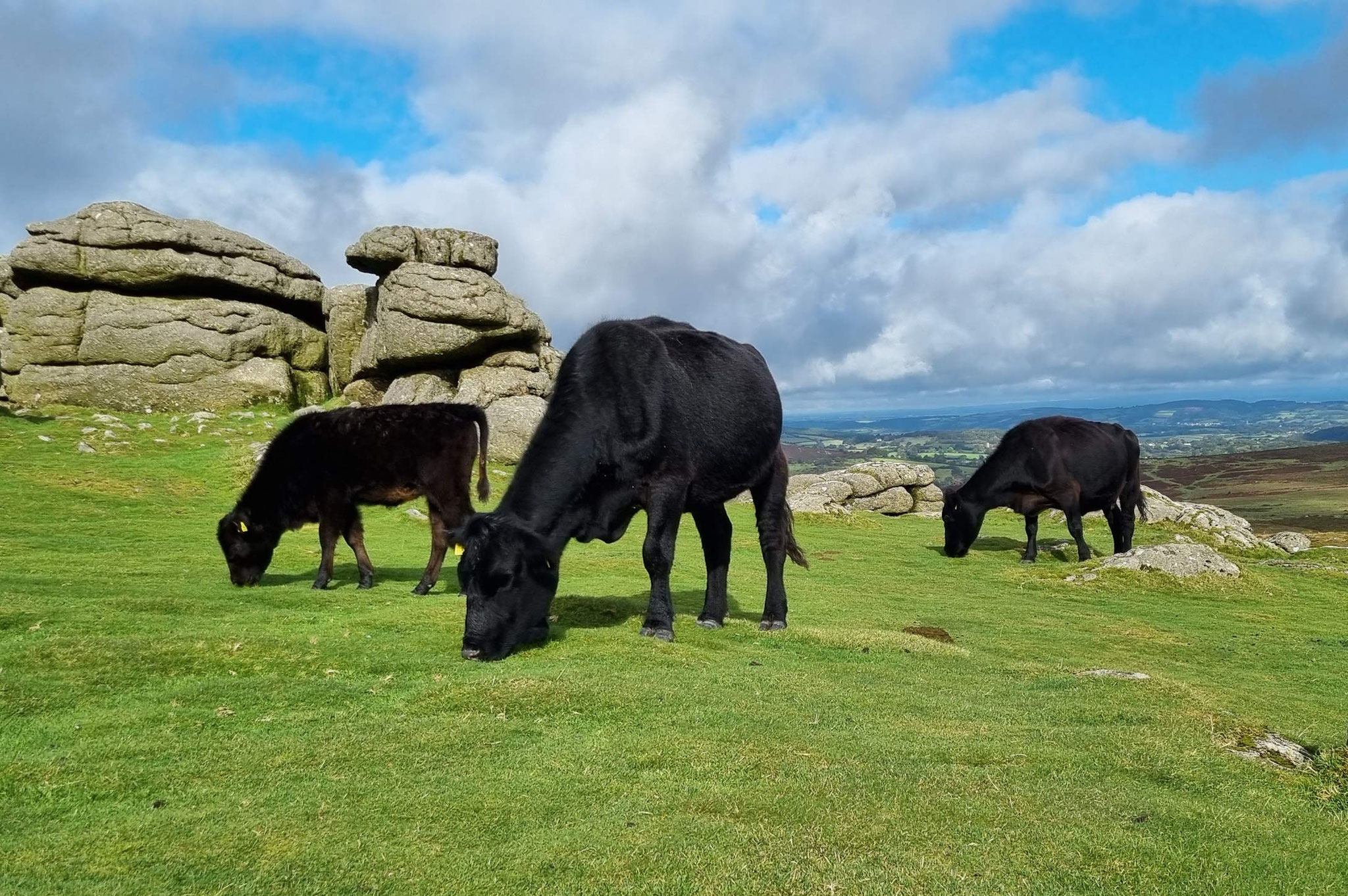 rundgeschliffene Haytor Felsen im Dartmoor, davor grasen schwarze Rinder ©My own Travel