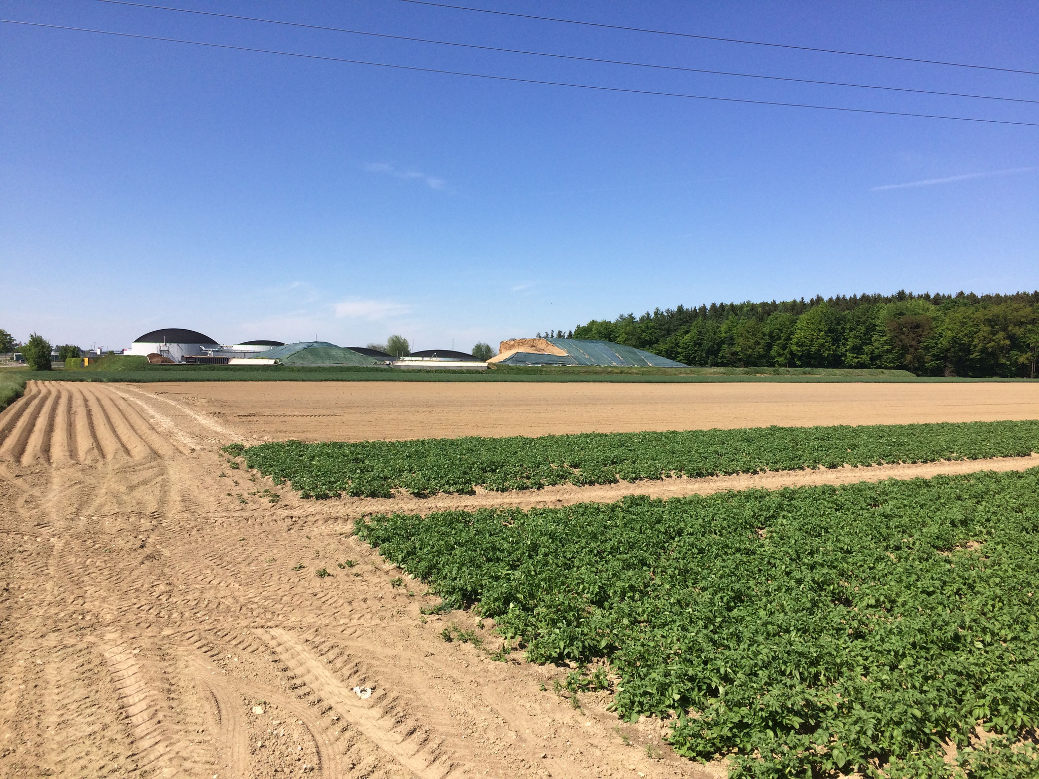 Kartoffelacker, im Hintergrund die gemeinschaftliche Biogasanlage