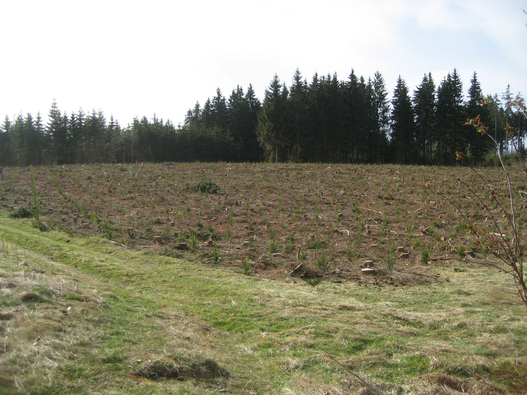 Neue Generation - Fichte-Douglasienmischwald