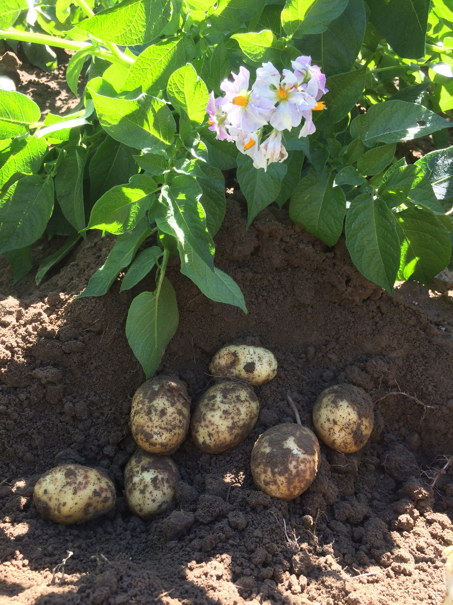 Erste Frühkartoffeln