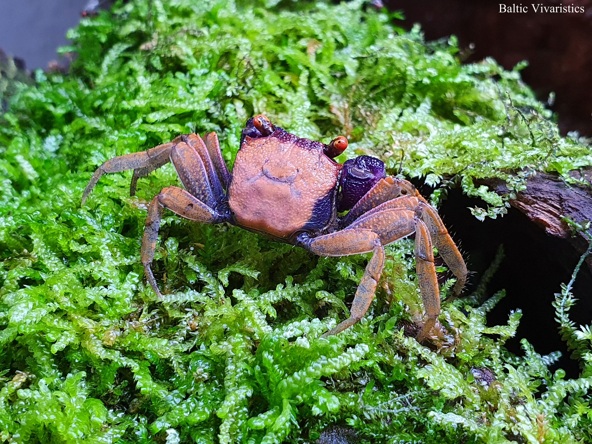 Geosesarma Aquaristik und Terraristik Baltic Vivaristik