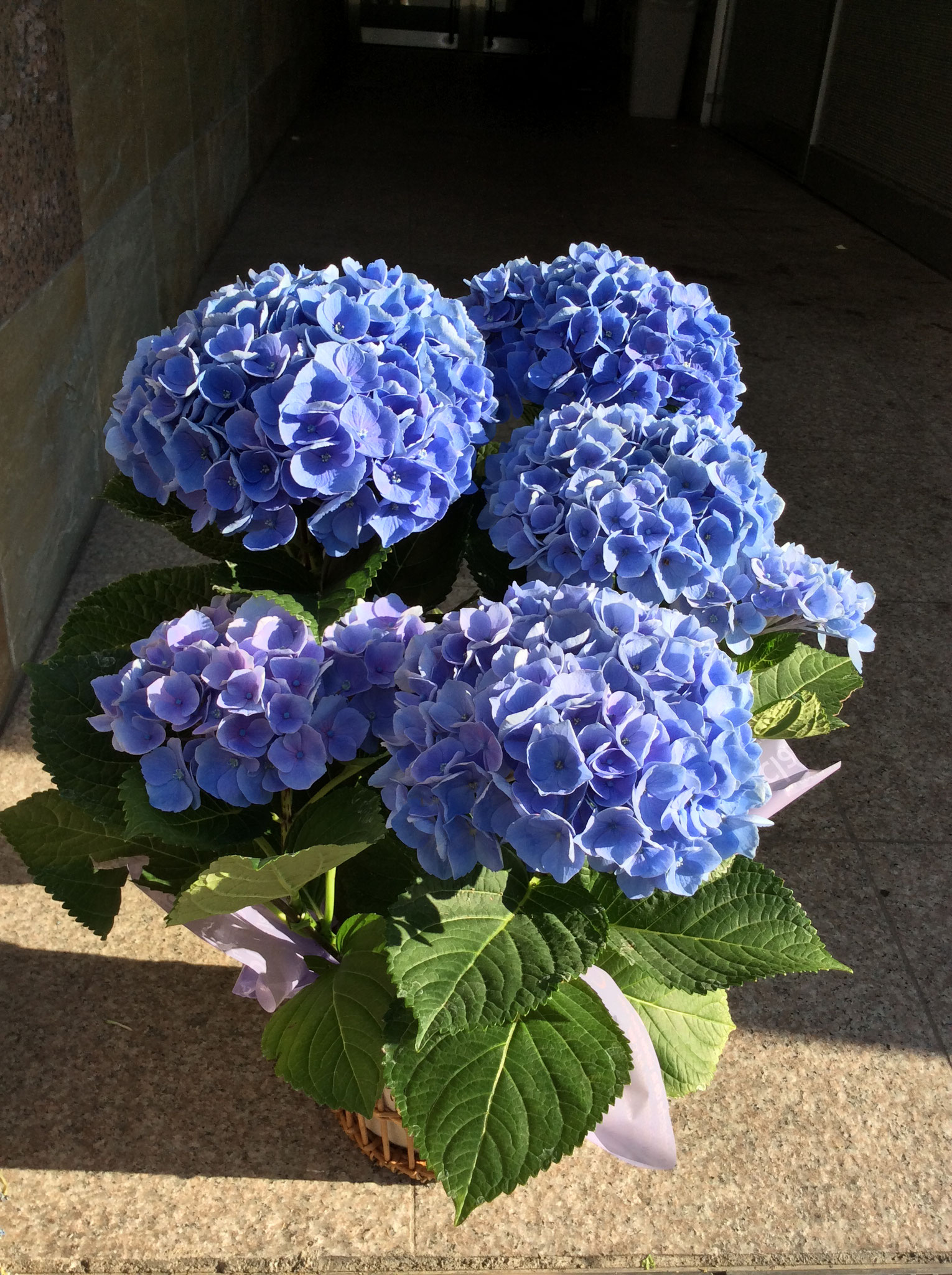 紫陽花ブルー¥3,500