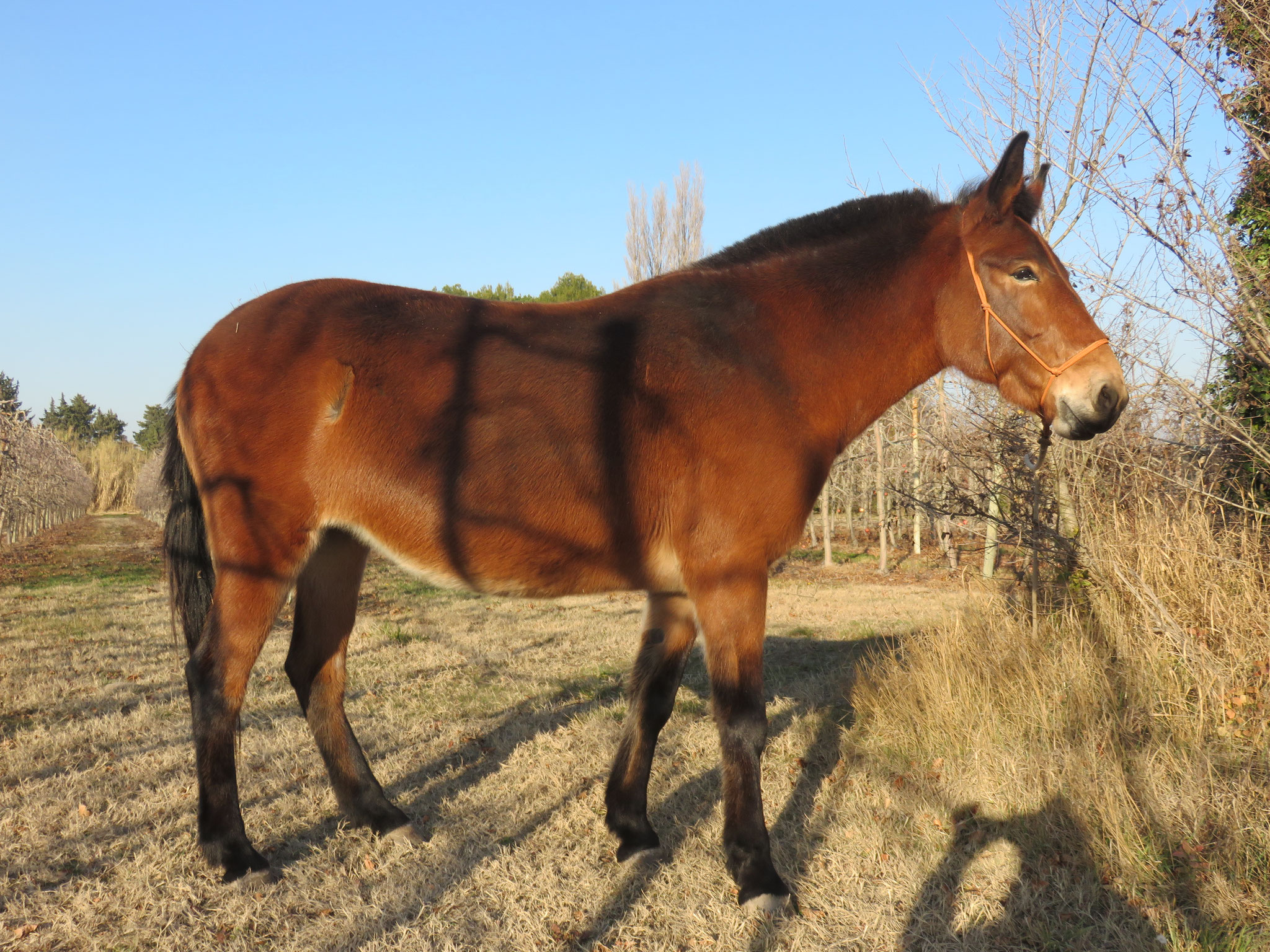 Les mules et mulets Mulionis