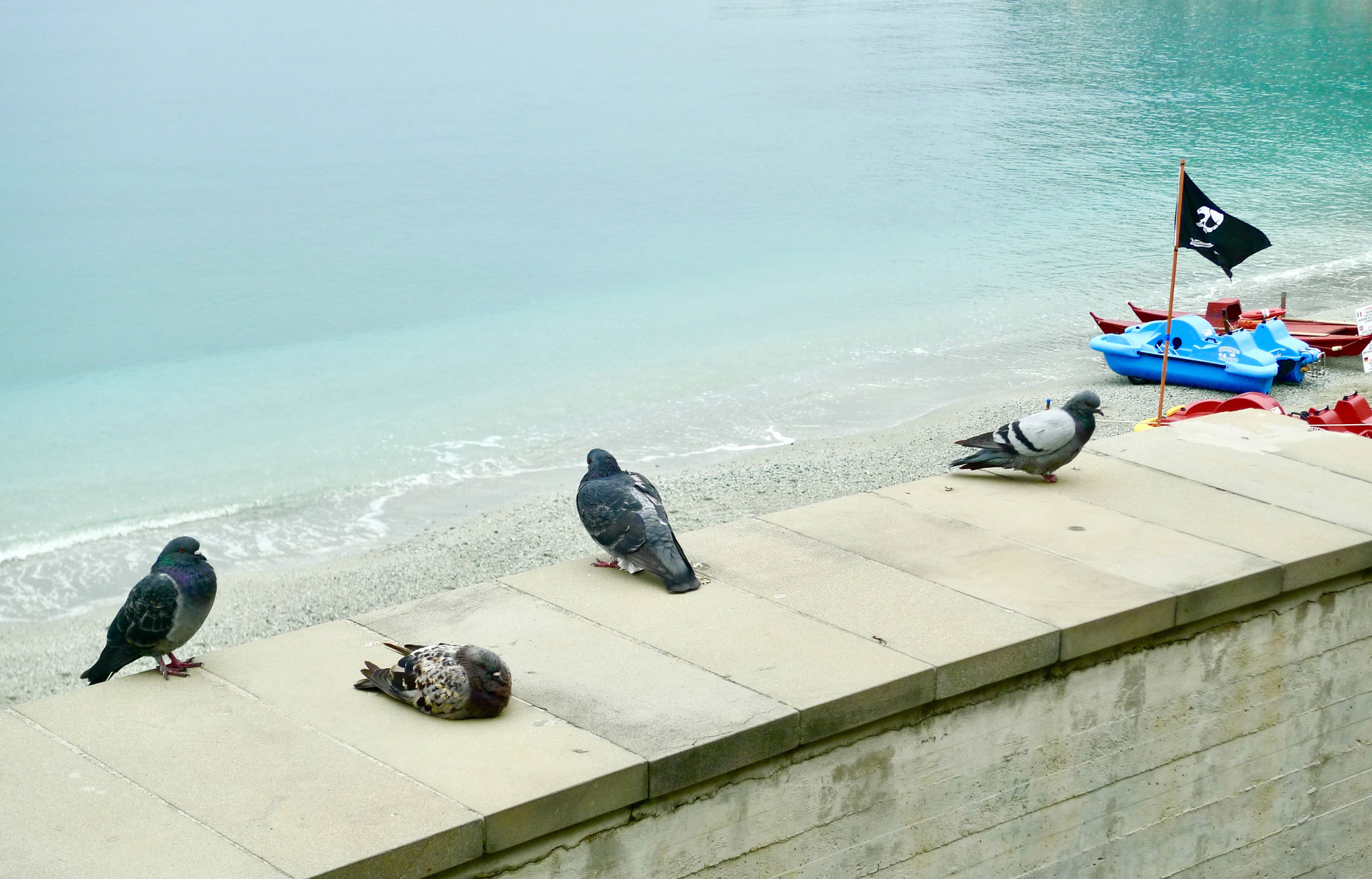 Pigeons, Monterosso al Mare, Italy