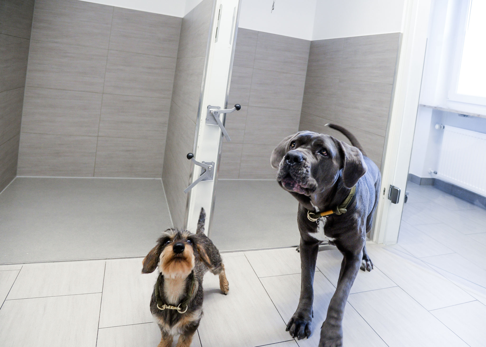 In unserer Hundestation gibt es keine Gitter, sondern wesentlich hygienischere Glastüren. Eine Fußboden- und Wandheizung unterstützt den Organismus beim Aufwachen aus Narkosen.