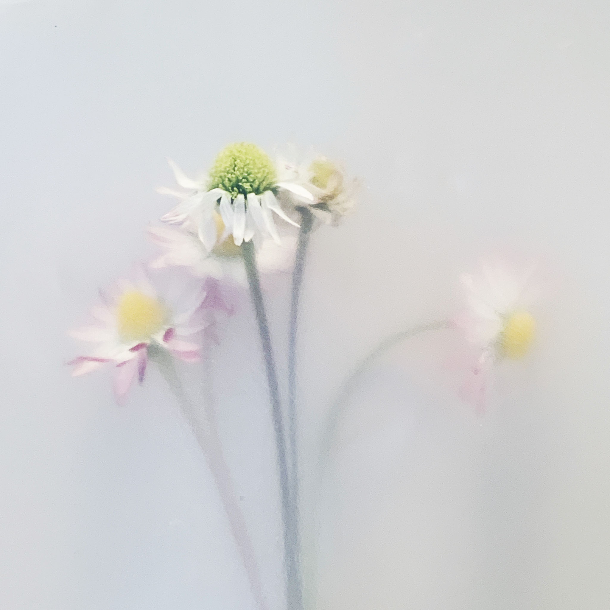 Wild Flowers (Fotografie)