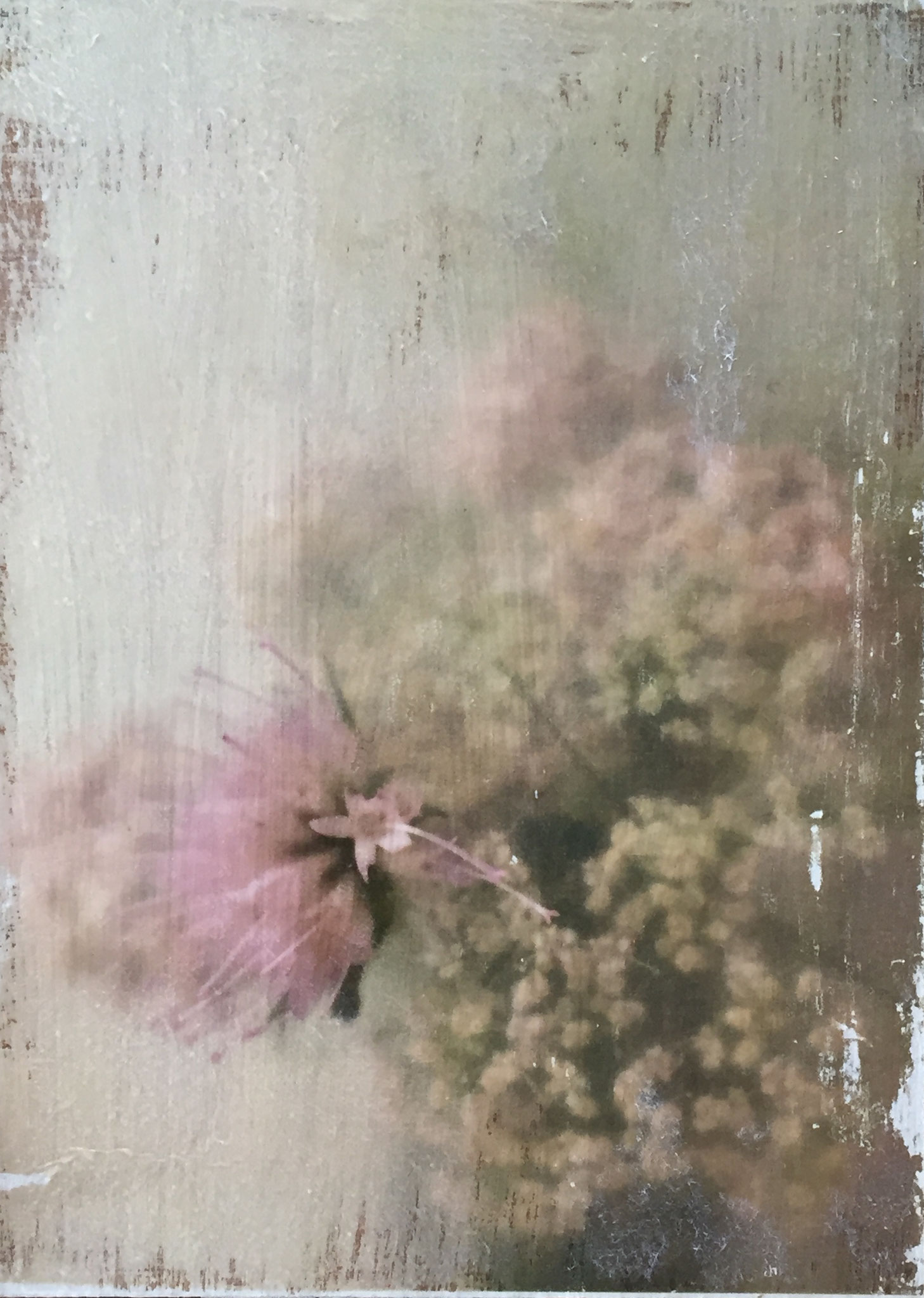 Wiesenblumen_Kleinformat (Fototransfer)