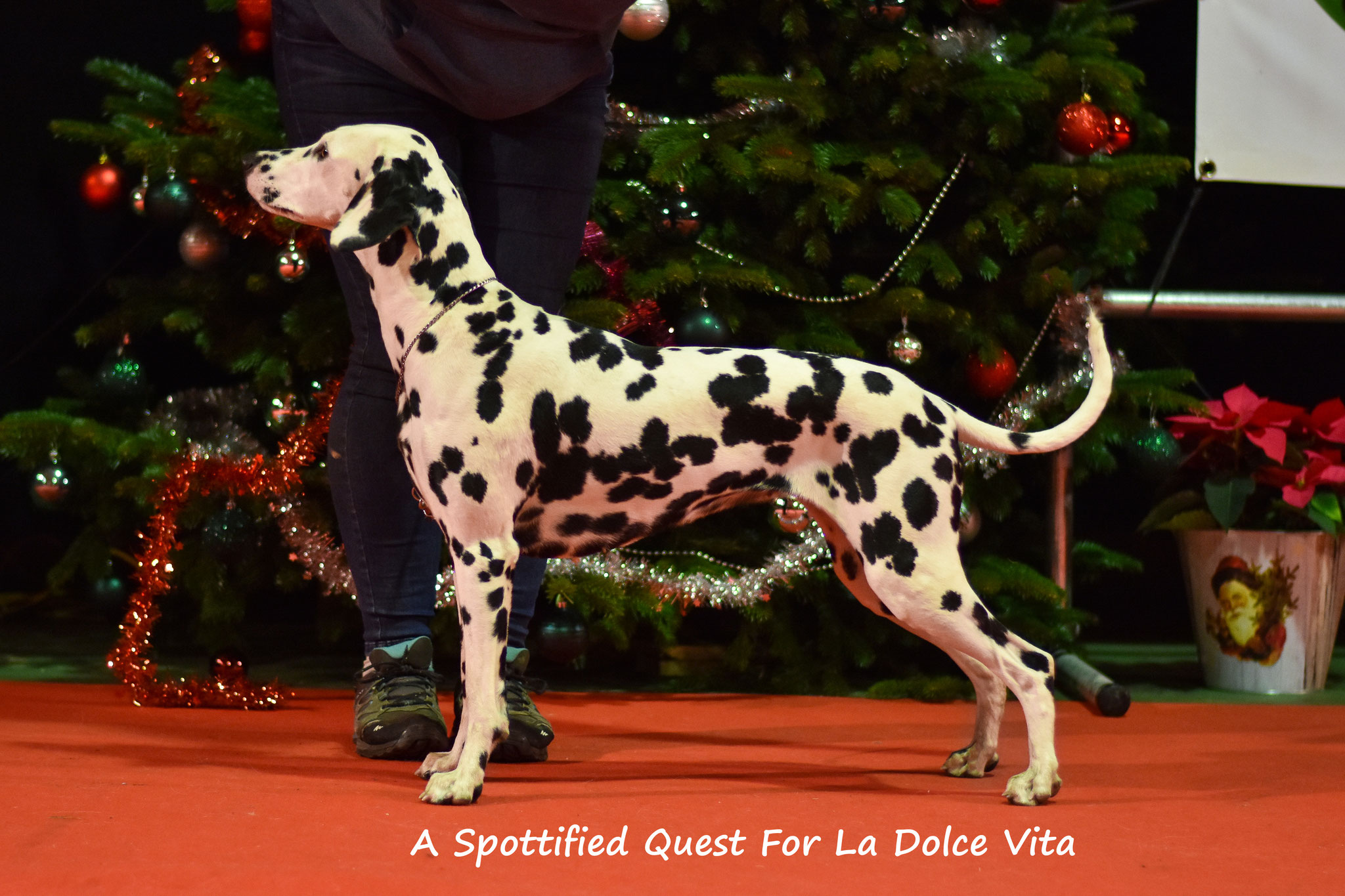 A Spottified Quest For La Dolce Vita, 16 months, Landen Christmas show 2018