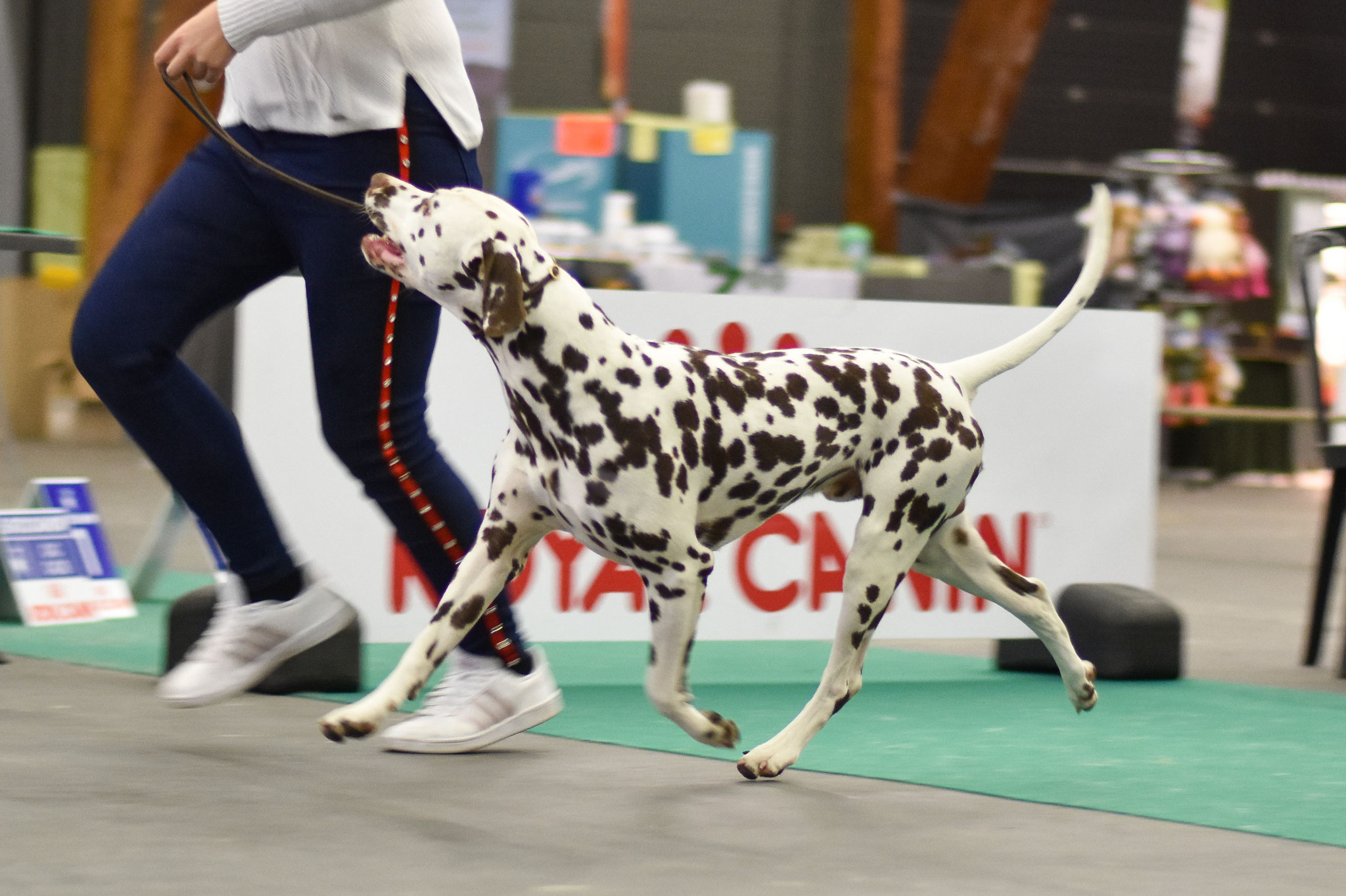 A Spottified Quest For Adventure, aka Mowgli, Dortmund, 15 months