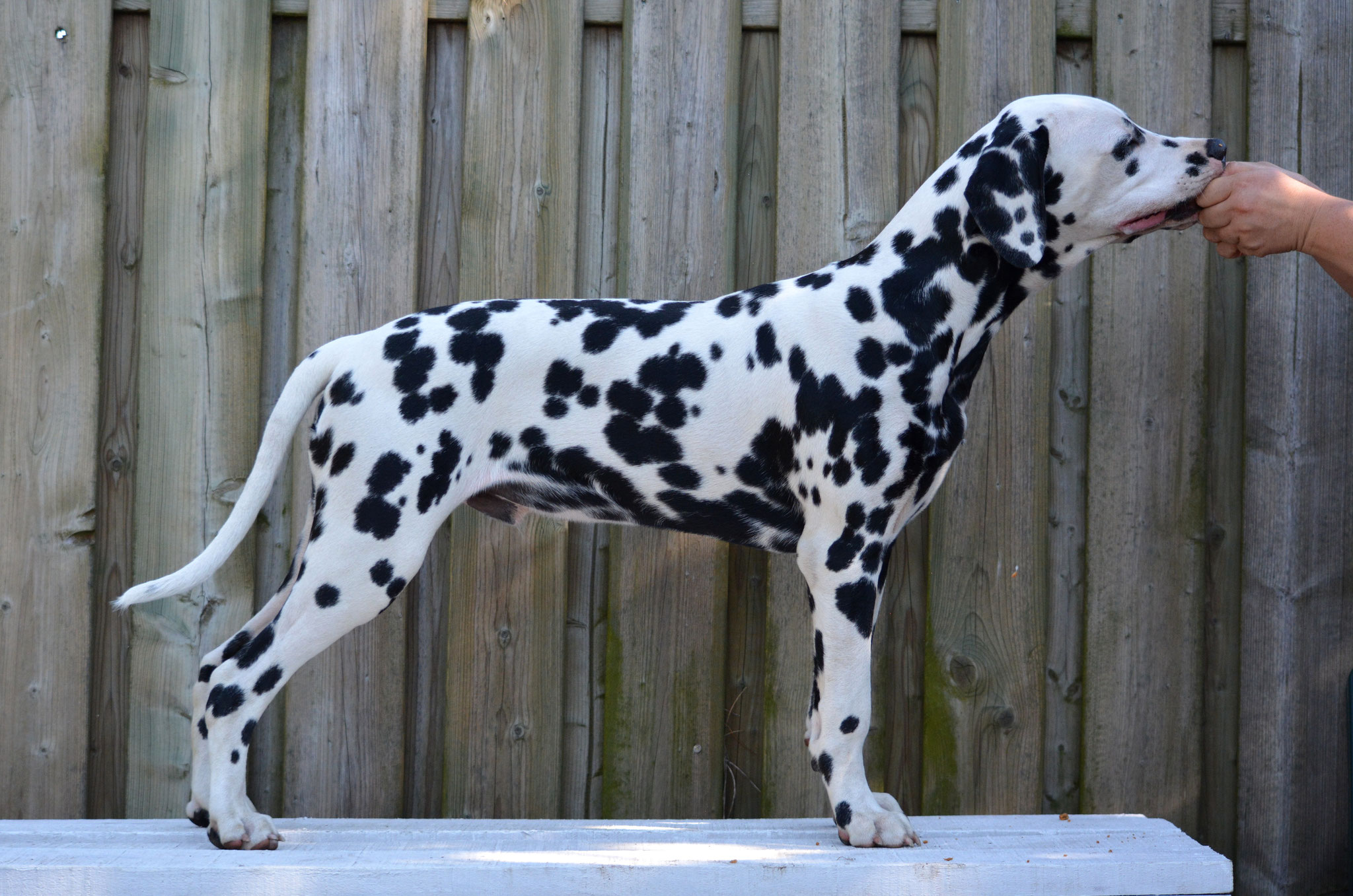 A Spottified Perfect Mambo, 5 months 