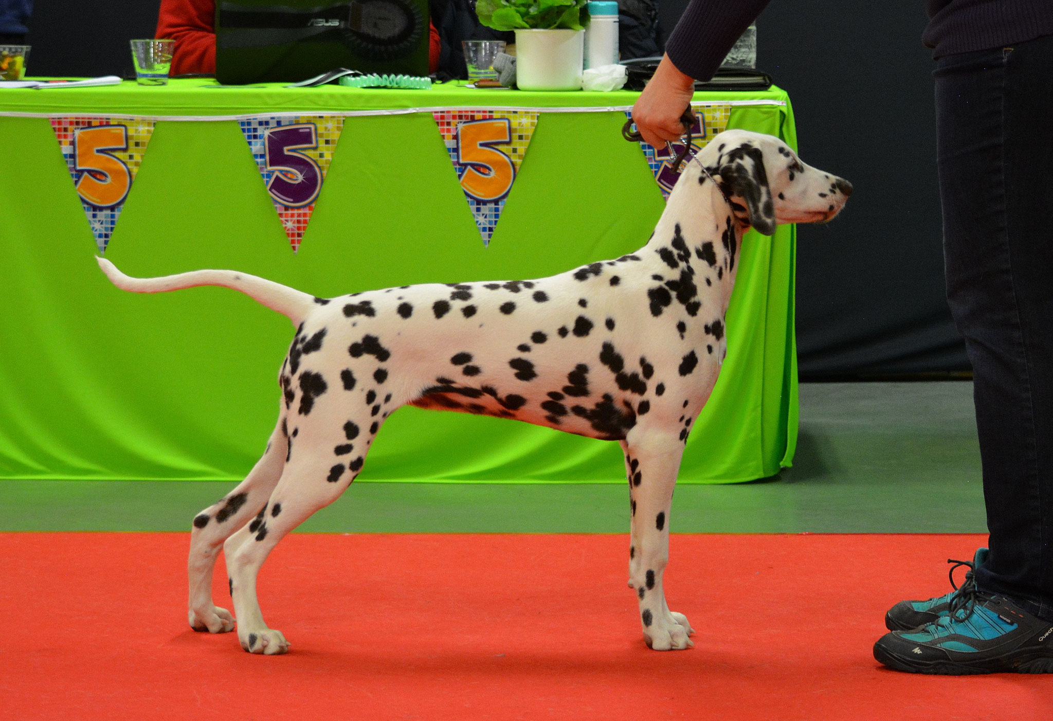 Candy Cane vom Teutoburger Wald, 4,5 months, clubshow Ring 13