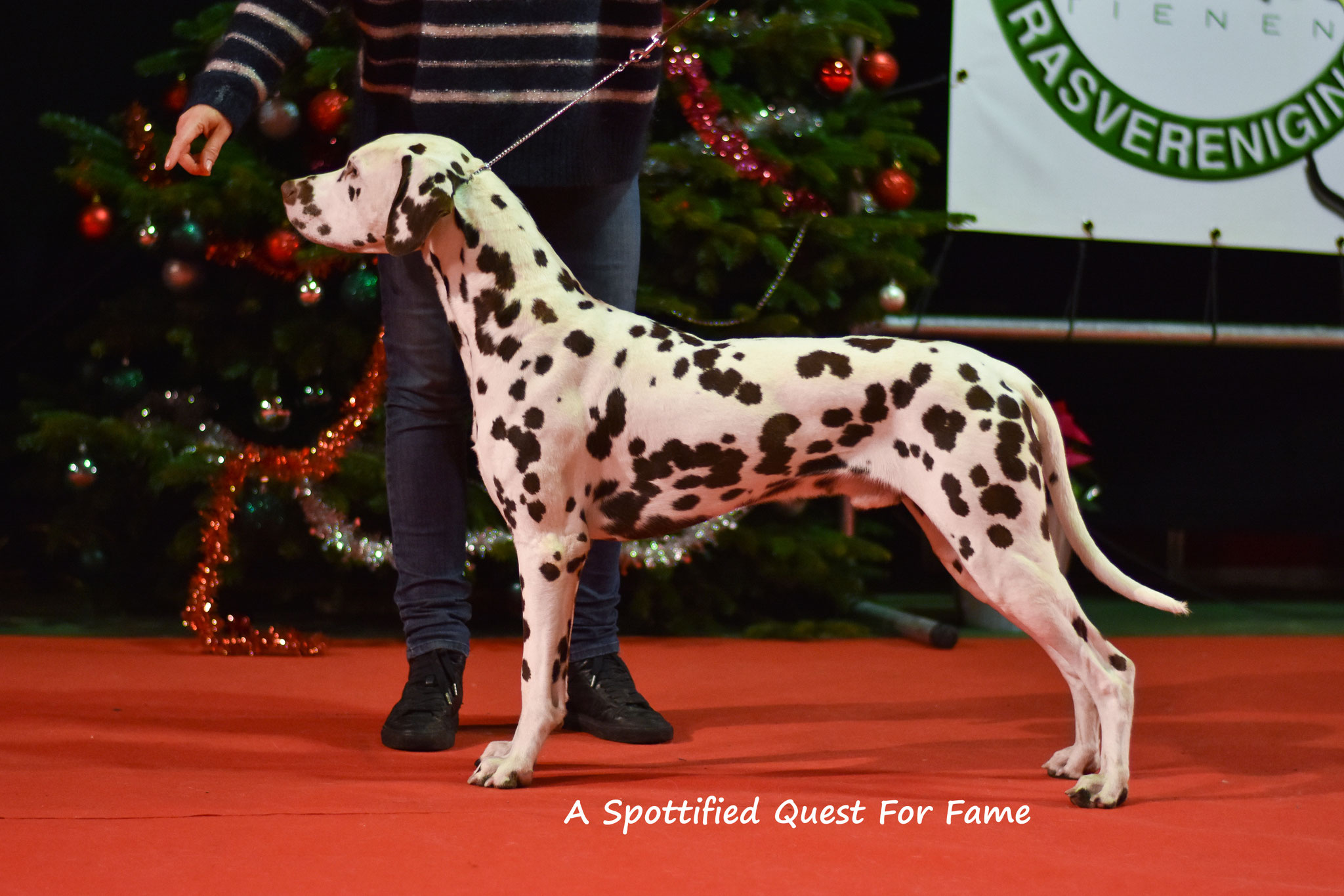 A Spottified Quest For Fame, aka Morris, Landen, 16 months