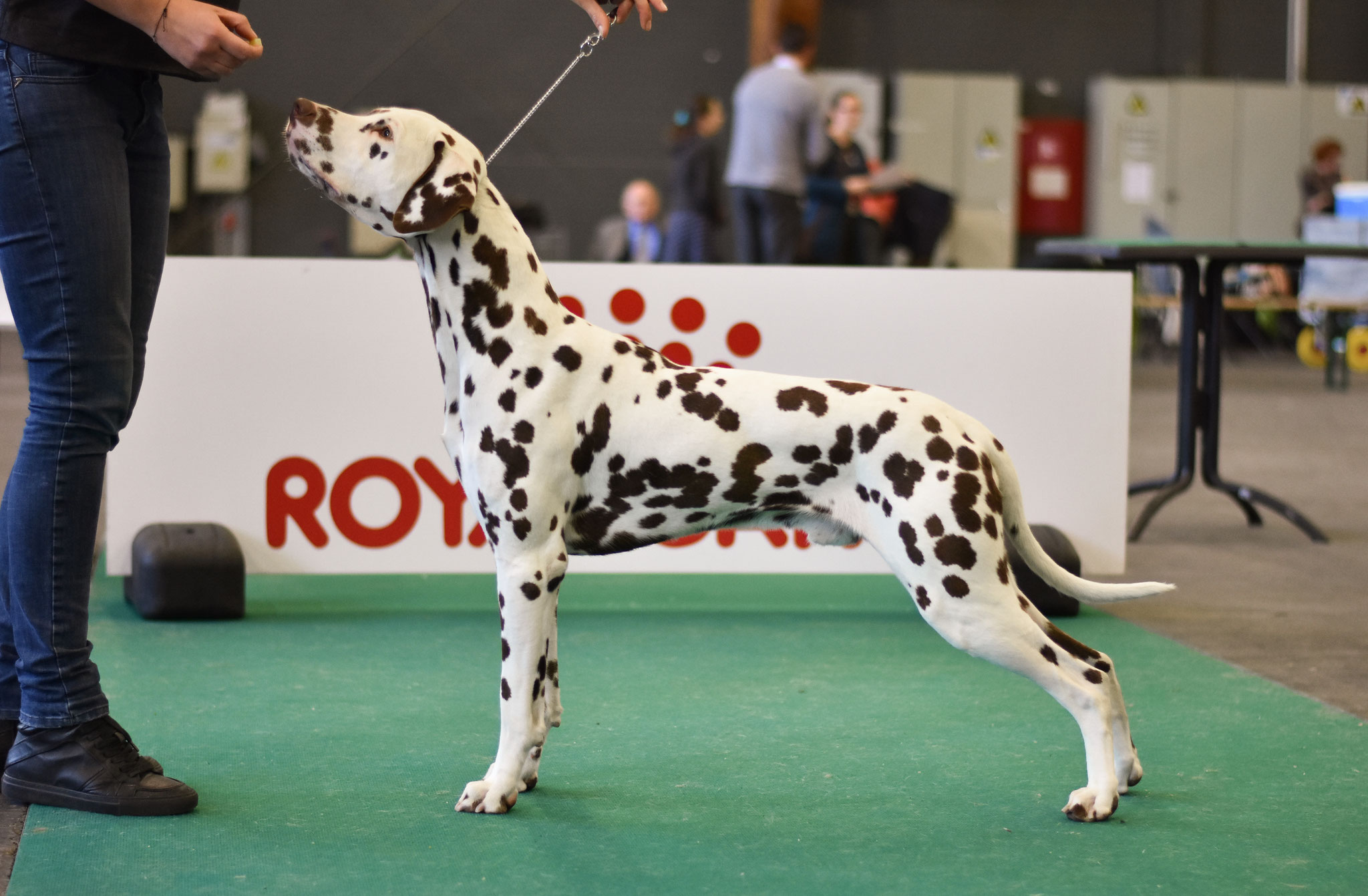 A Spottified Quest For Fame, aka Morris, Kortrijk, 15 months
