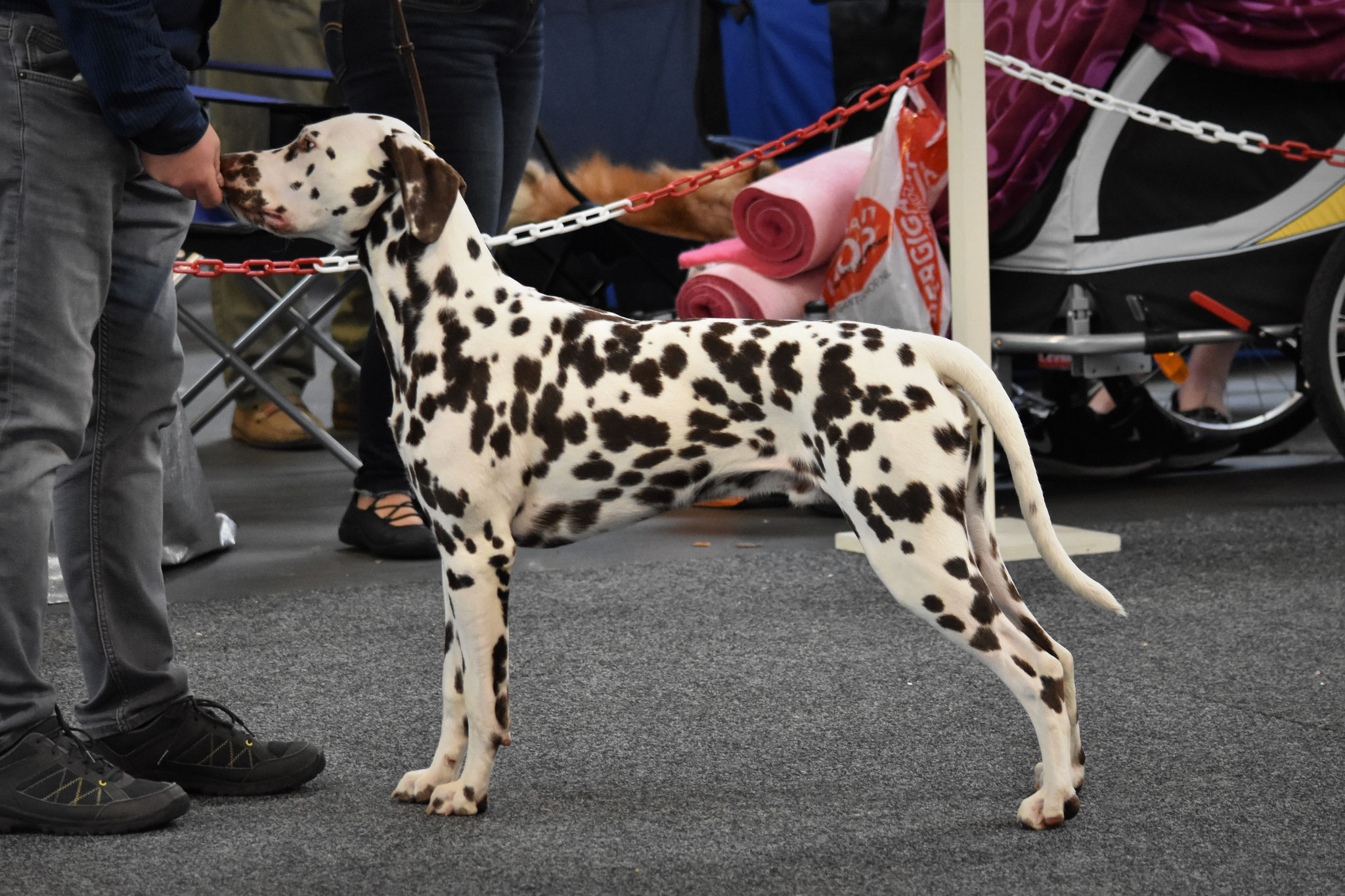 A Spottified Quest For Adventure, aka Mowgli, Antwerp, 8 months