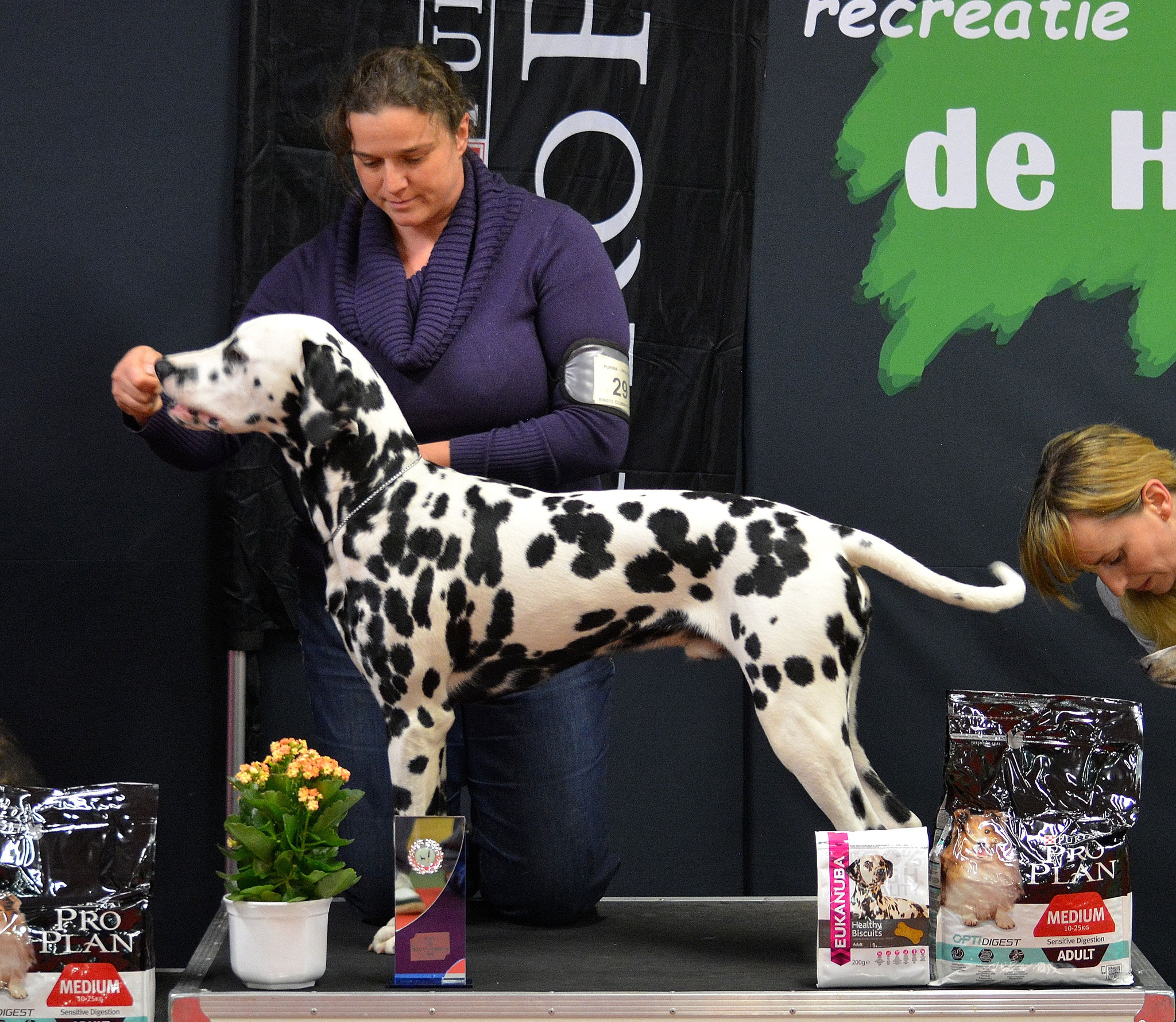 A Spottified Perfect Mambo, 7 months, BIS Junior, clubshow 2016