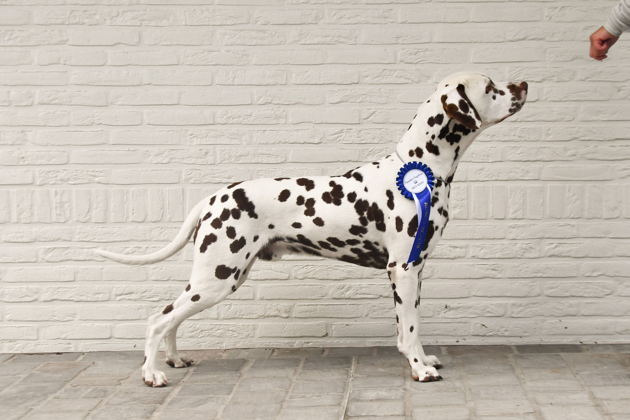 A Spottified Quest For Fame, aka Morris, Gent, 21 months