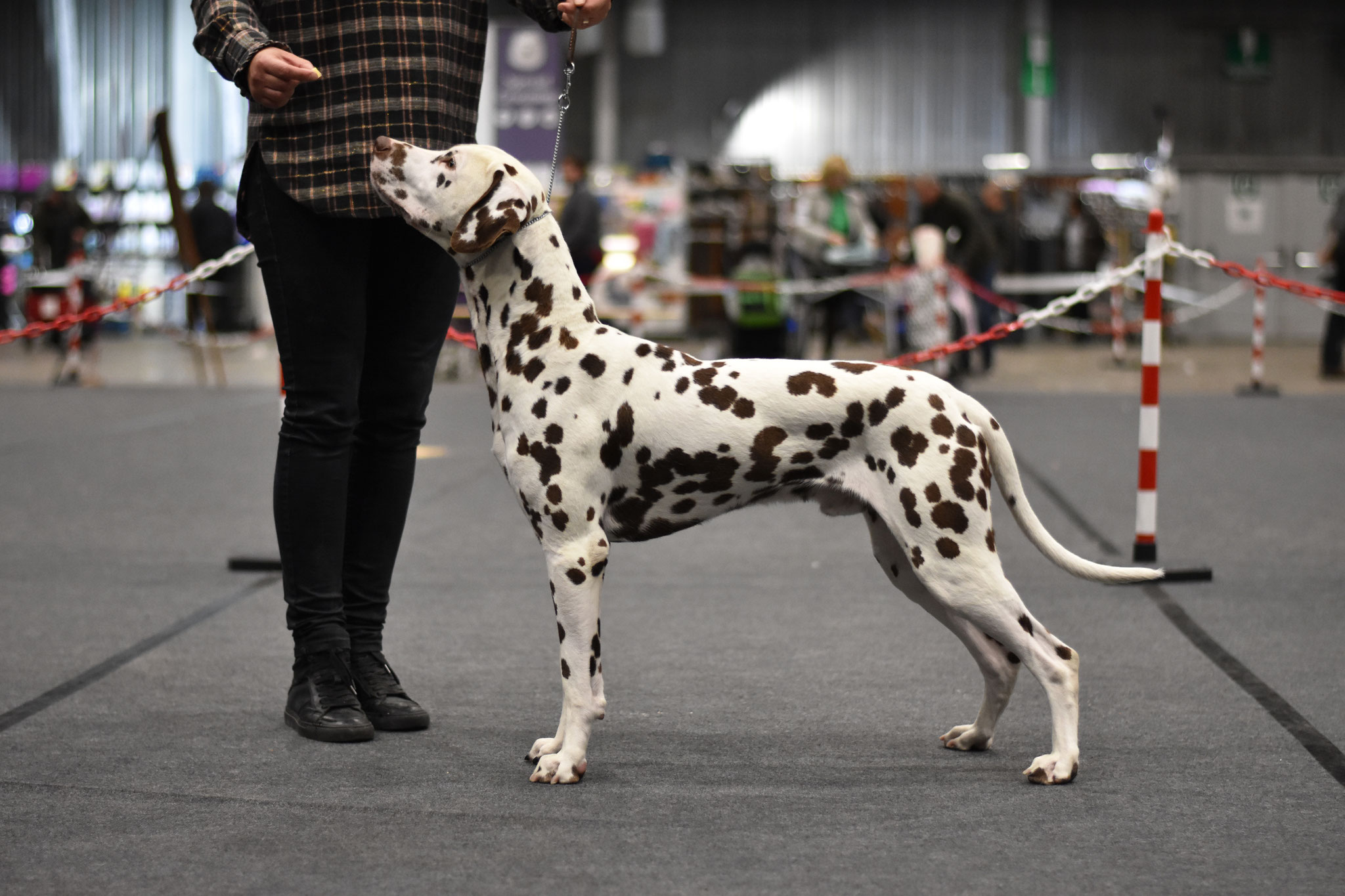 A Spottified Quest For Fame, aka Morris, Leuven, 14 months
