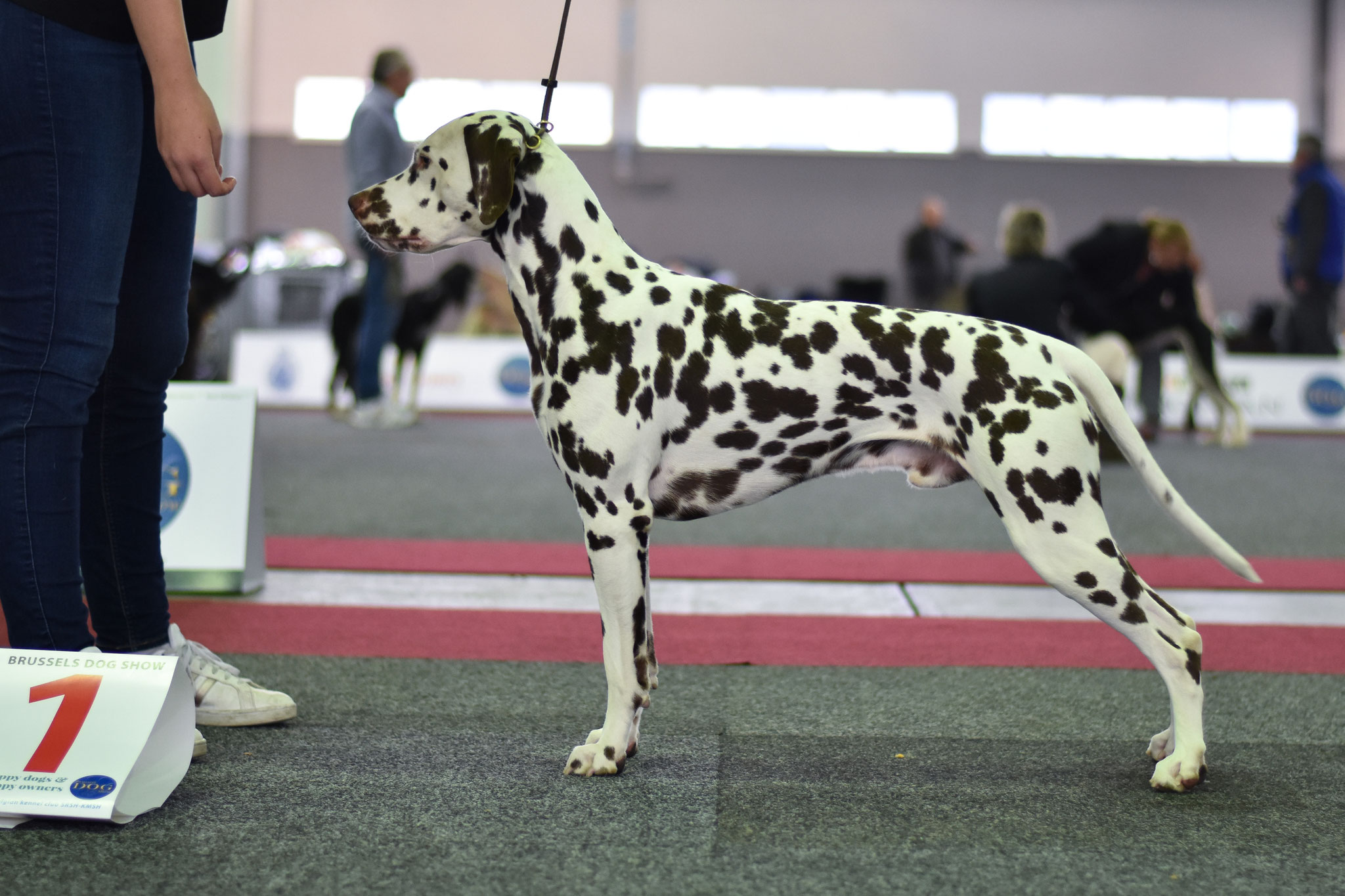 A Spottified Quest For Adventure, aka Mowgli, Brussels, 16 months