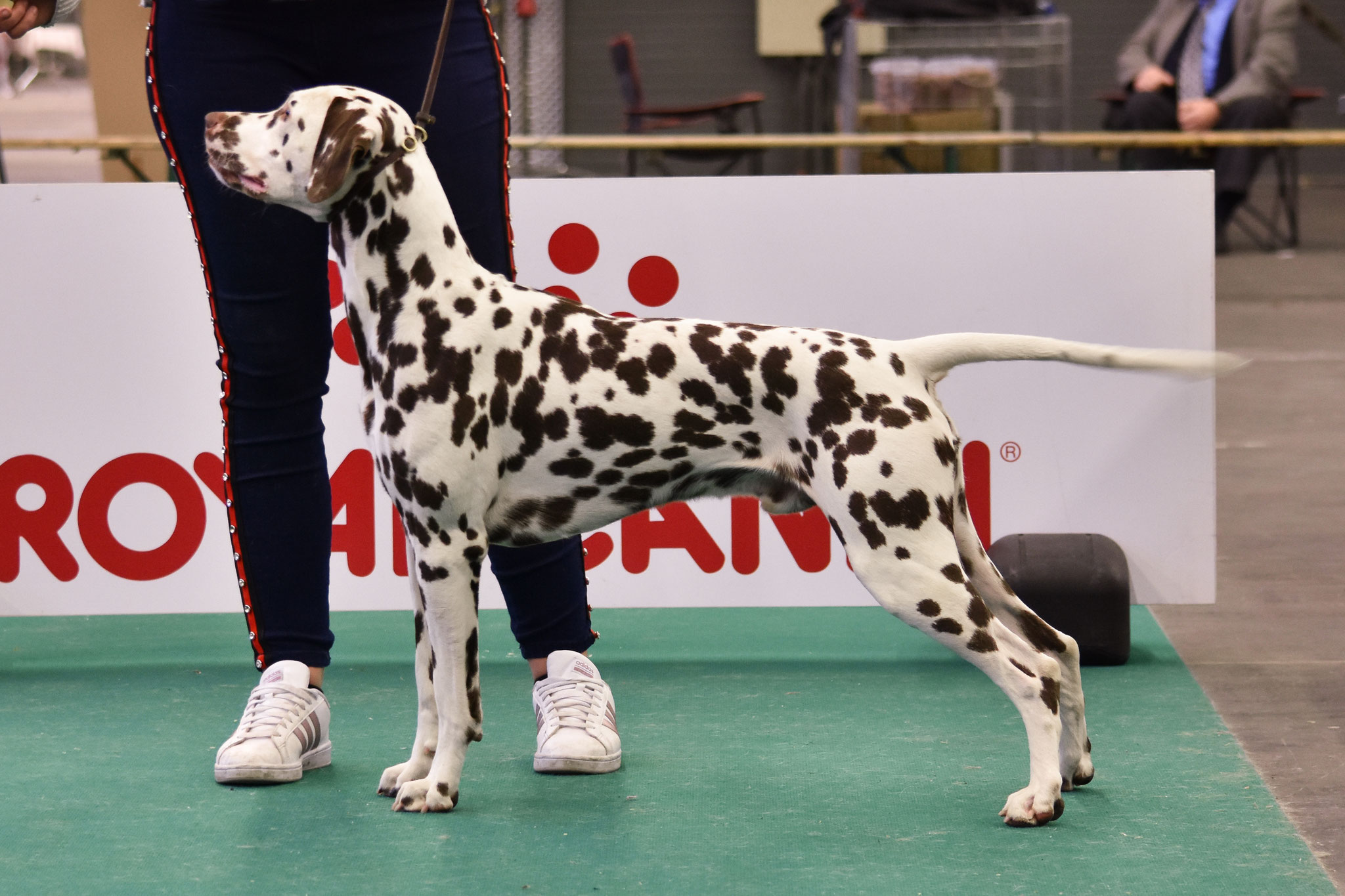 A Spottified Quest For Adventure, aka Mowgli, Dortmund, 15  months