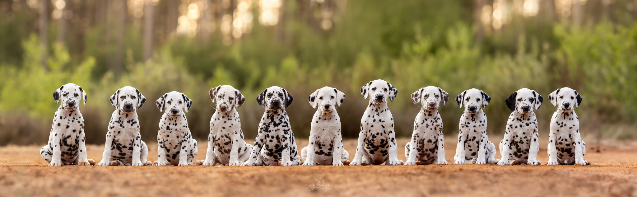 A Spottified Young litter 2026