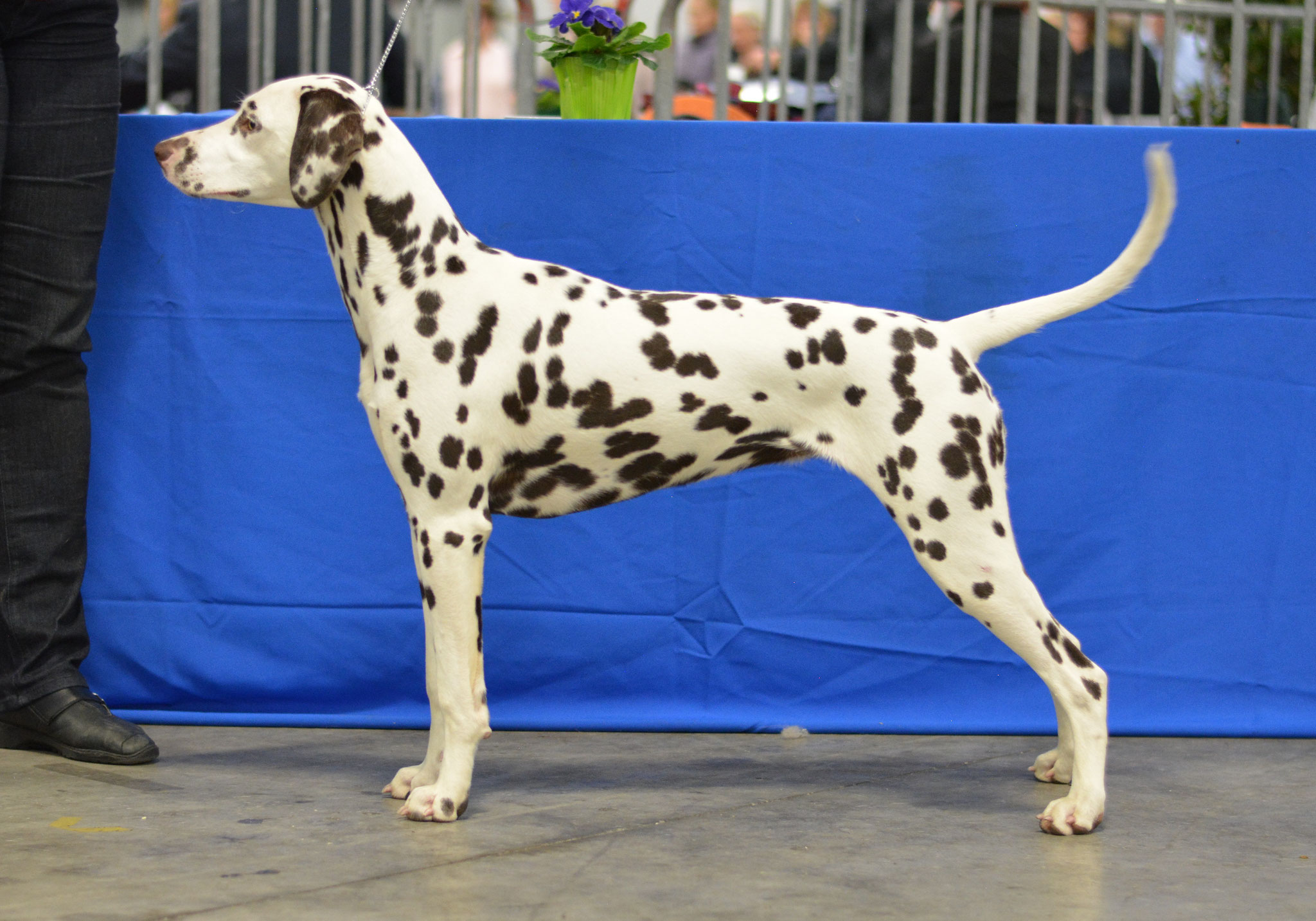 Candy Cane vom Teutoburger Wald, 8,5 months, Weelde 2017