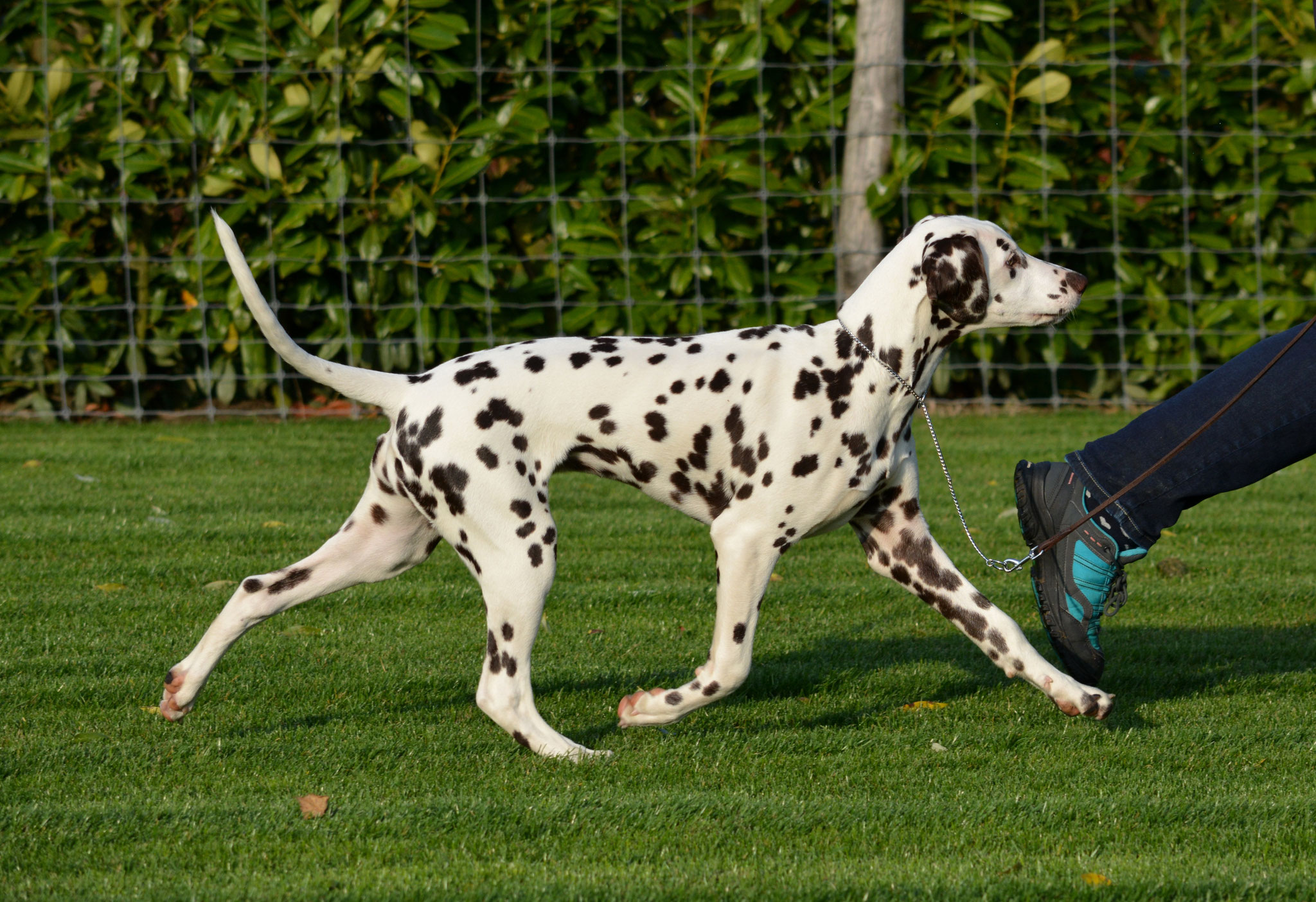 Candy Cane vom Teutoburger Wald, 4,5 months, clubshow Ring 13