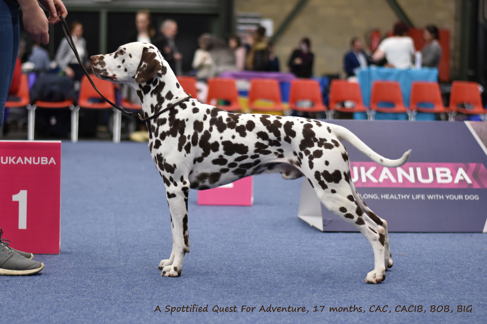 A Spottified Quest For Adventure, aka Mowgli, Genk, 17 months